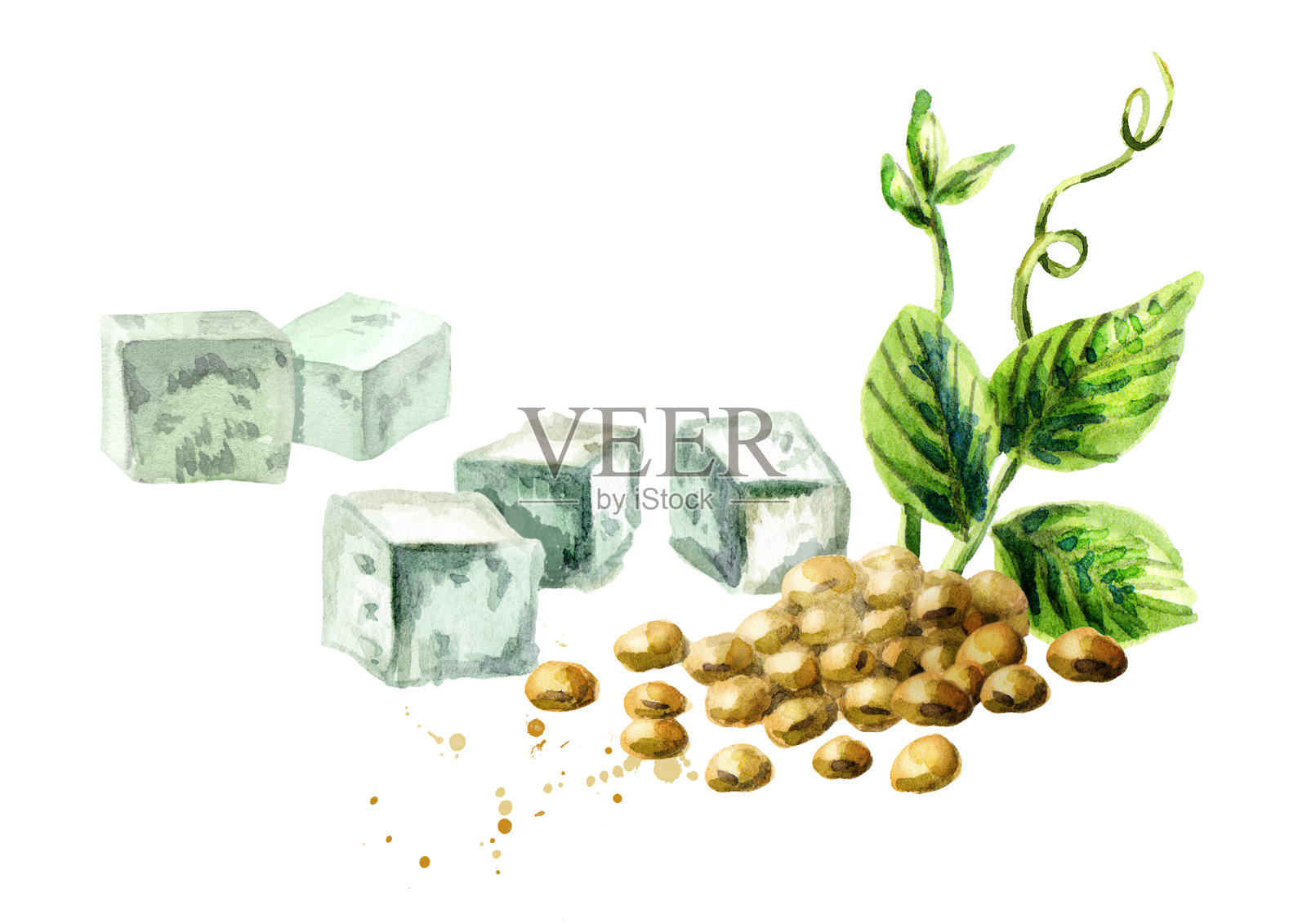 大豆豆腐和大豆与绿色植物。水彩手绘插图。插画图片素材