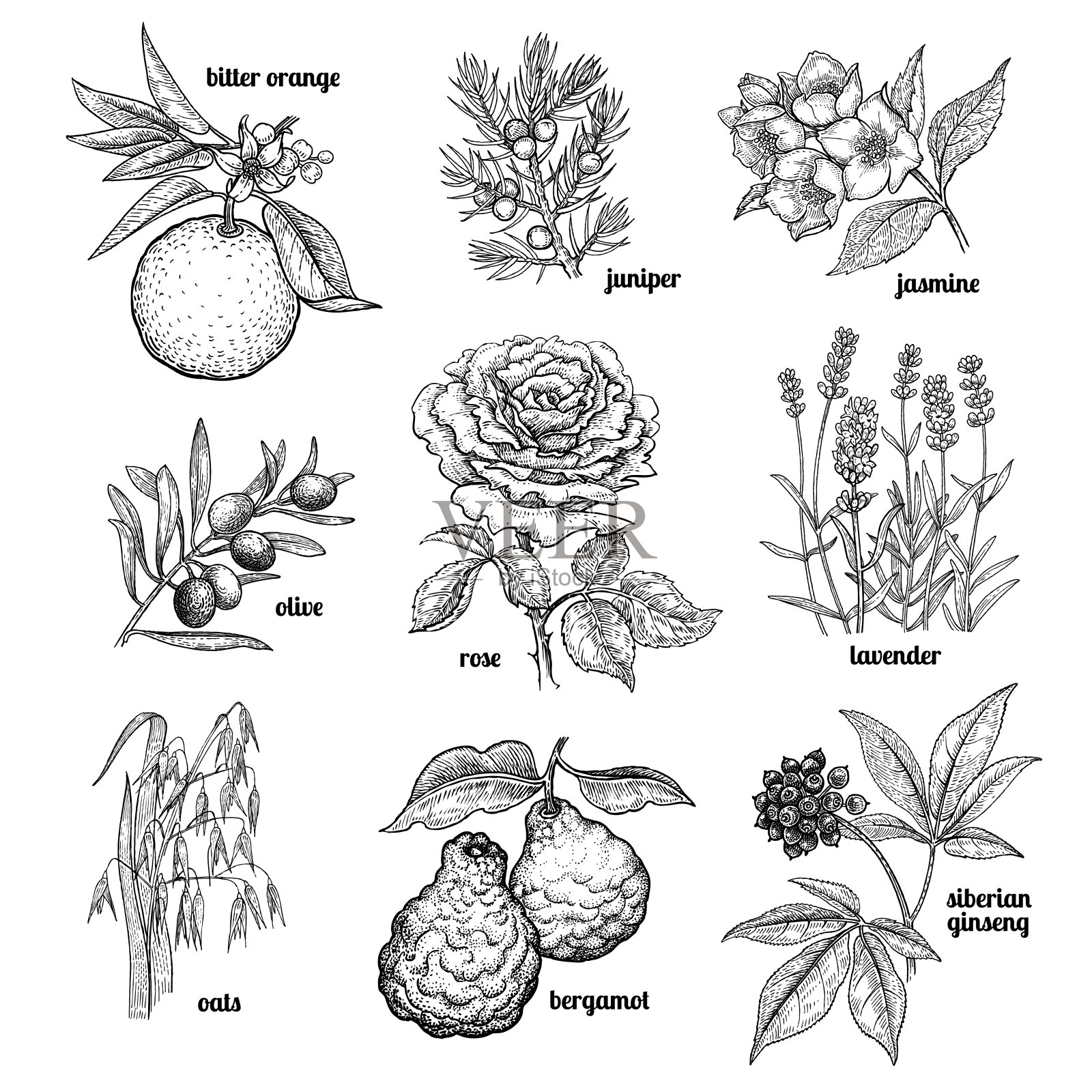 集植物用于医药，化妆品，烹饪。插画图片素材