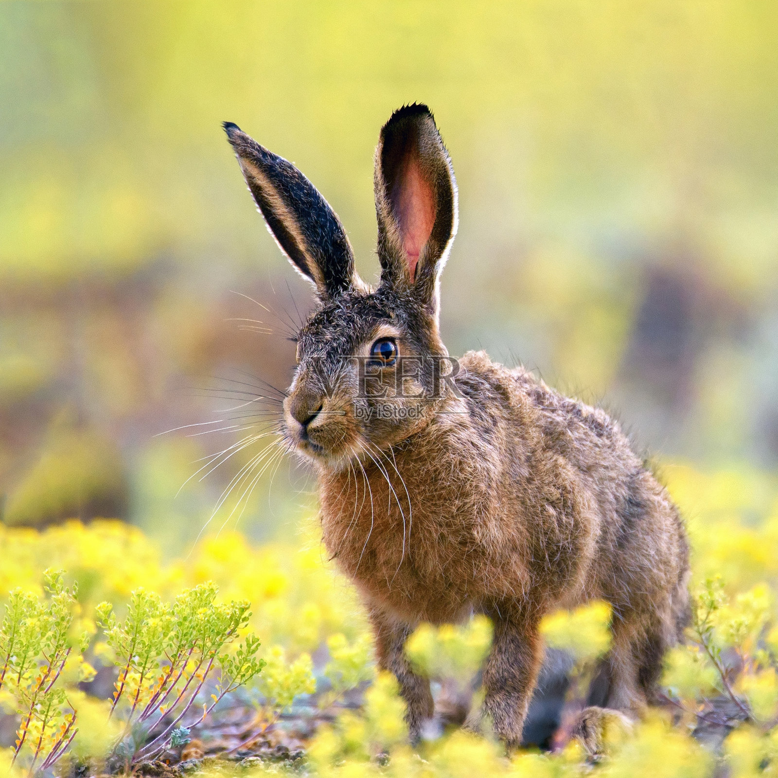 一只欧洲野兔站在草地上看着摄像机照片摄影图片