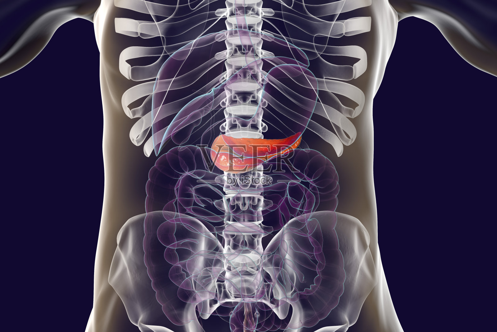 人类胰腺解剖照片摄影图片
