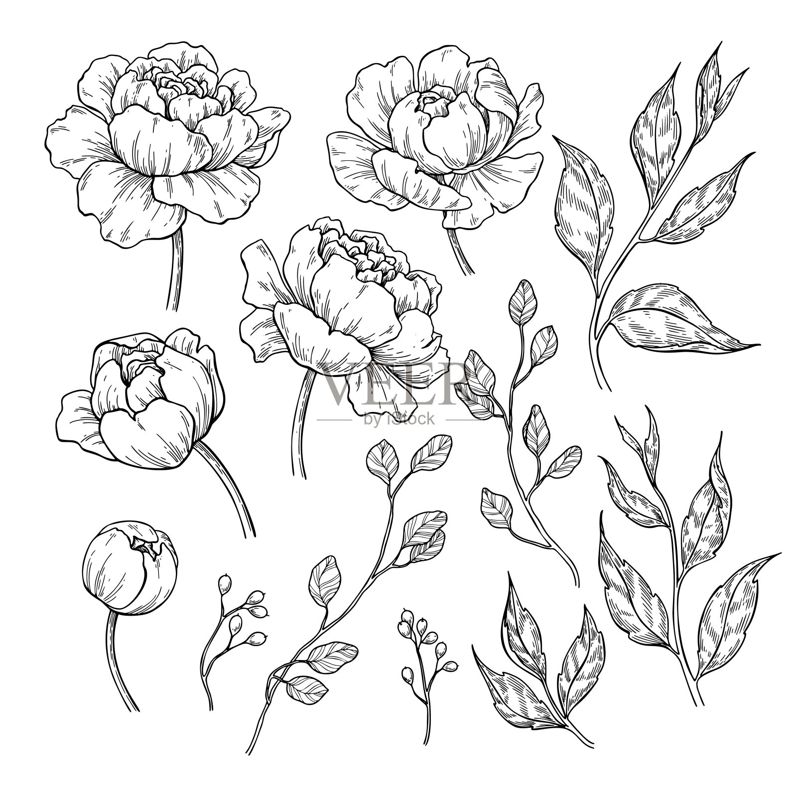 牡丹花叶画。矢量手绘雕刻花集。植物玫瑰,插画图片素材
