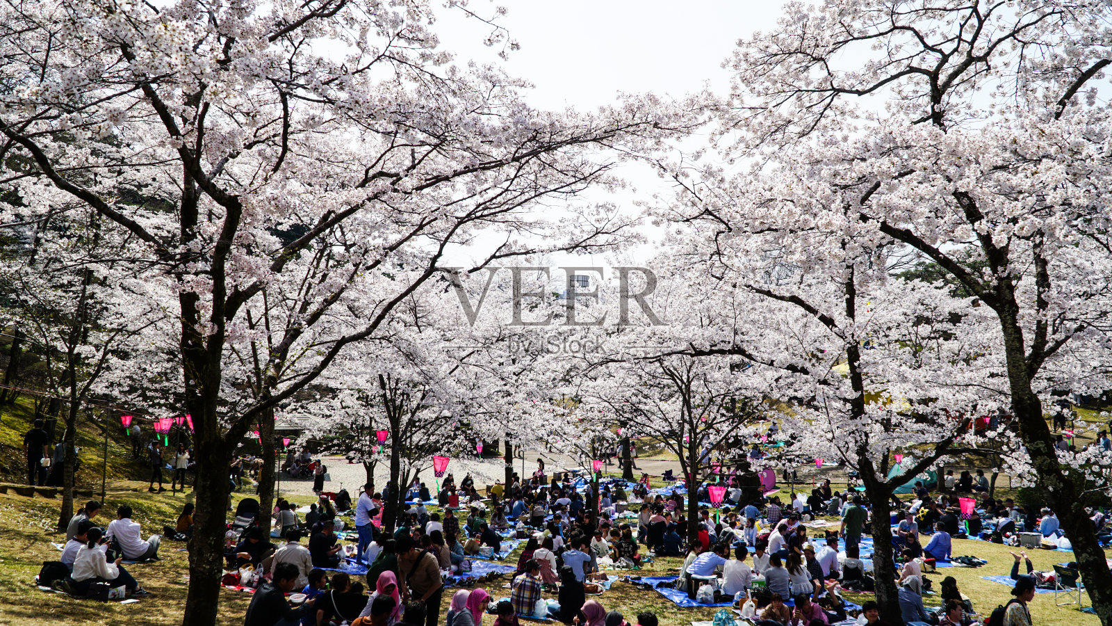 人们聚在樱花树下赏花见照片摄影图片