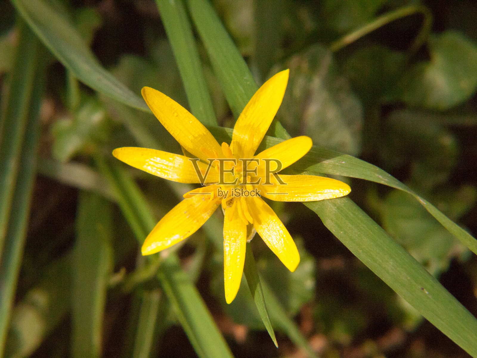 接近黄色生长的春天漂亮的花地板-毛茛ficaria L.小白屈菜照片摄影图片