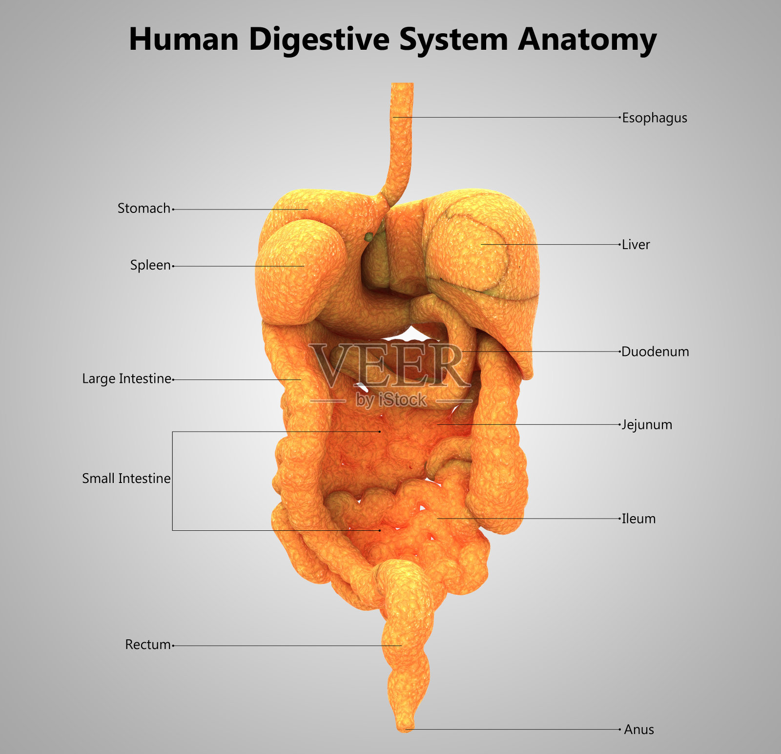 人体消化系统标签设计解剖学照片摄影图片