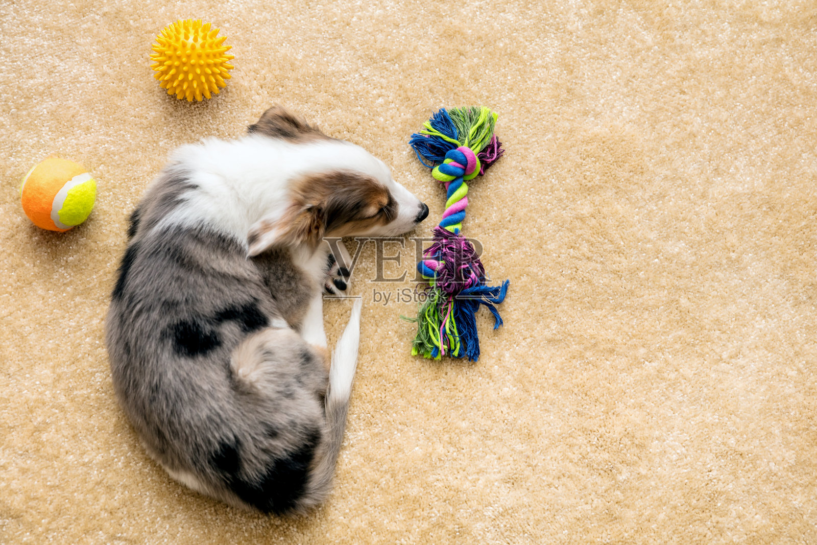 Flatlay，可爱的混合品种小狗和狗玩具躺在一个棕色的地板，copyspace照片摄影图片