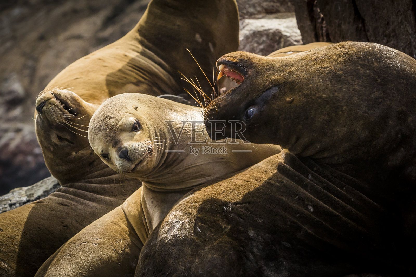 南美海狮照片摄影图片