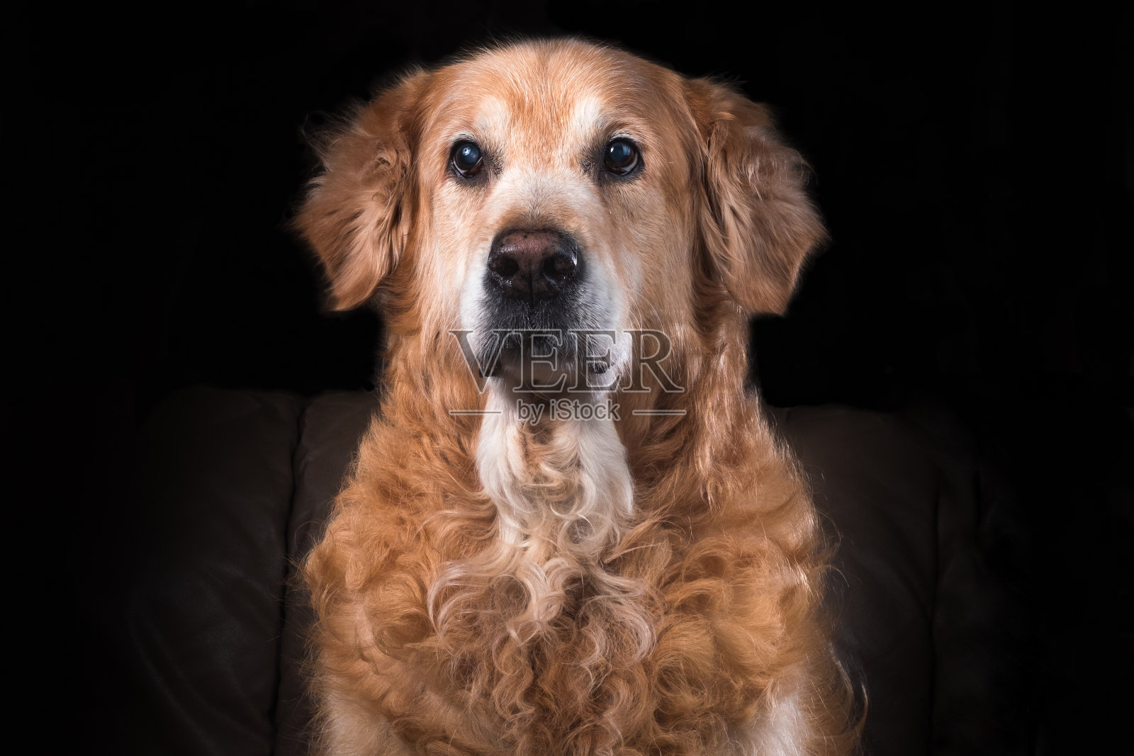 金毛猎犬坐在沙发上看着相机。黑色背景。工作室肖像图像。照片摄影图片