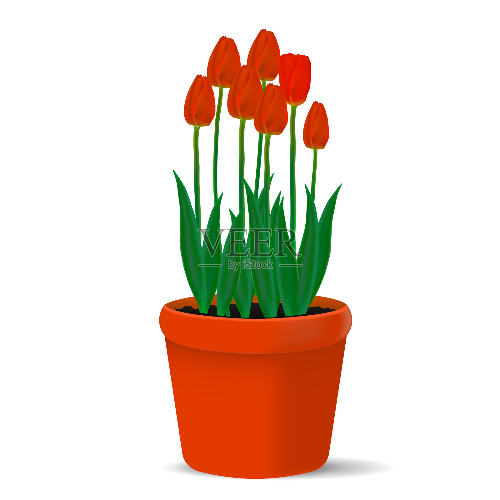 向量，现实的形象红色的郁金香在一个花盆设计元素图片