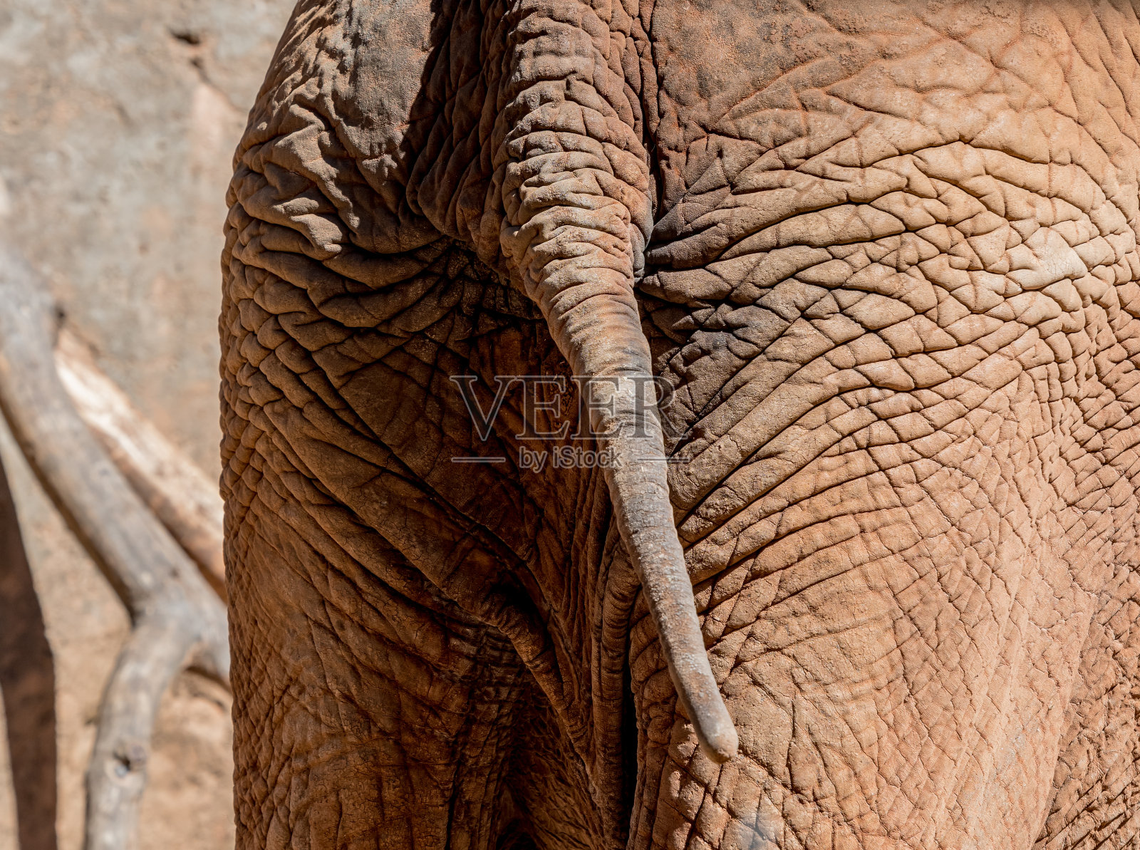 大象的尾巴挂照片摄影图片