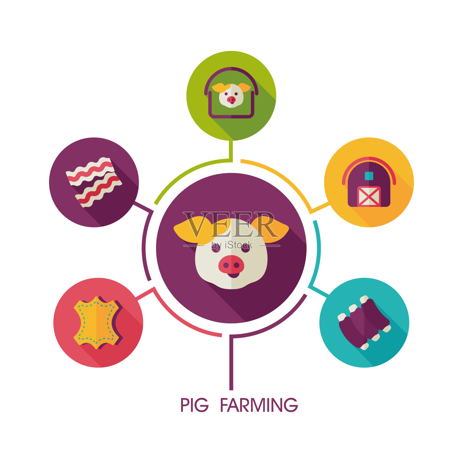 养猪图标和农业信息图插画图片素材