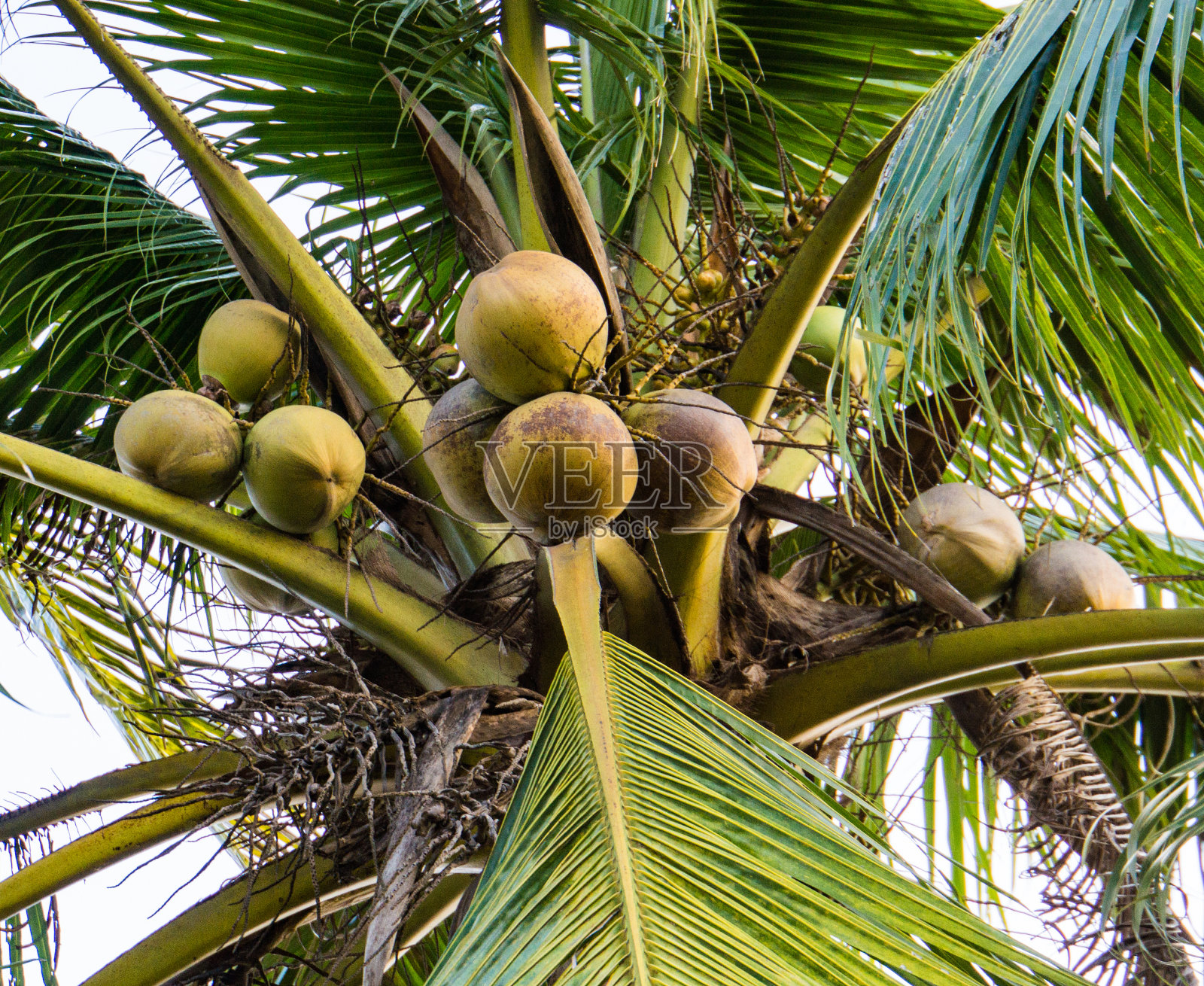 椰子树和椰子准备采摘照片摄影图片