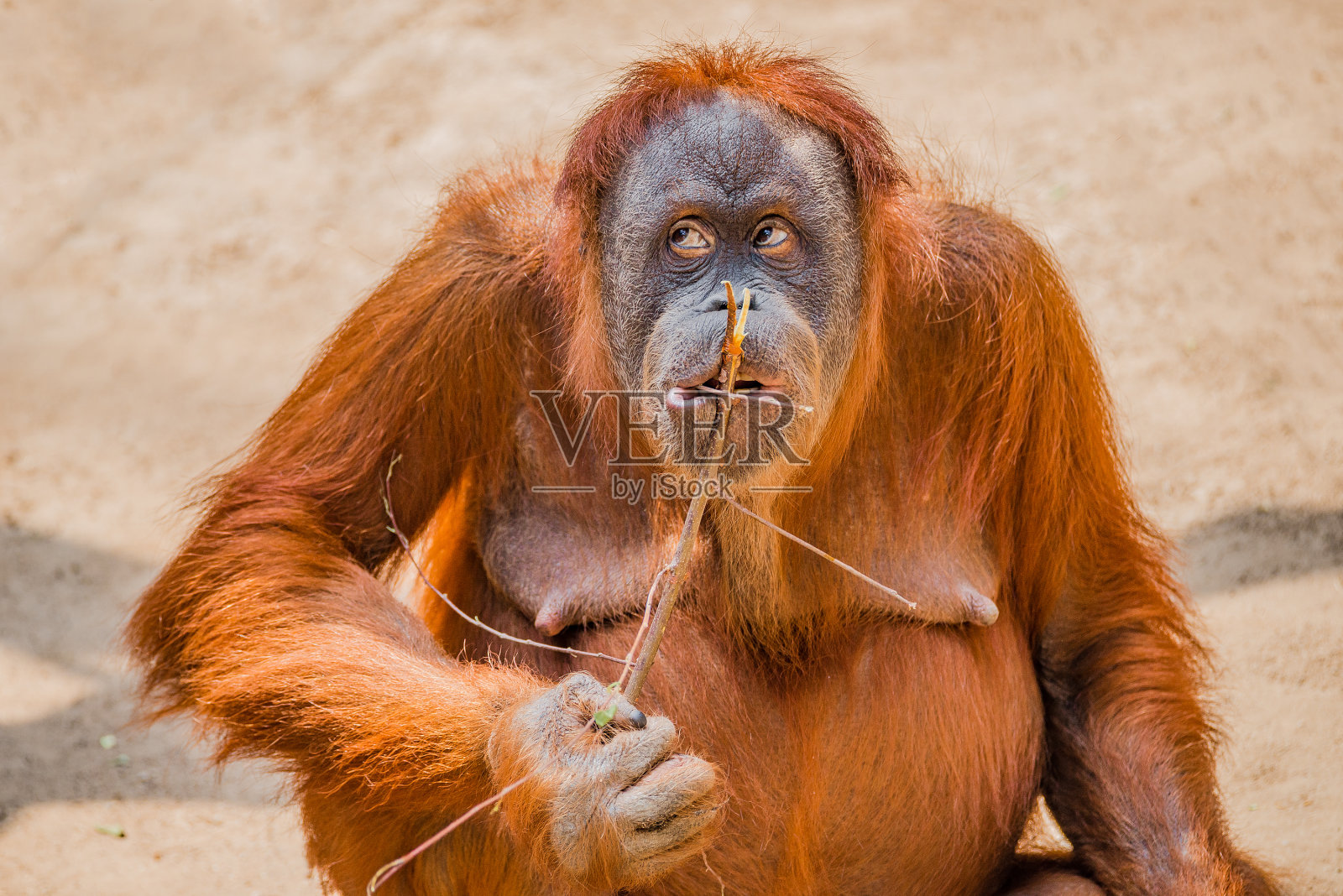 滑稽的亚洲猩猩肖像照片摄影图片