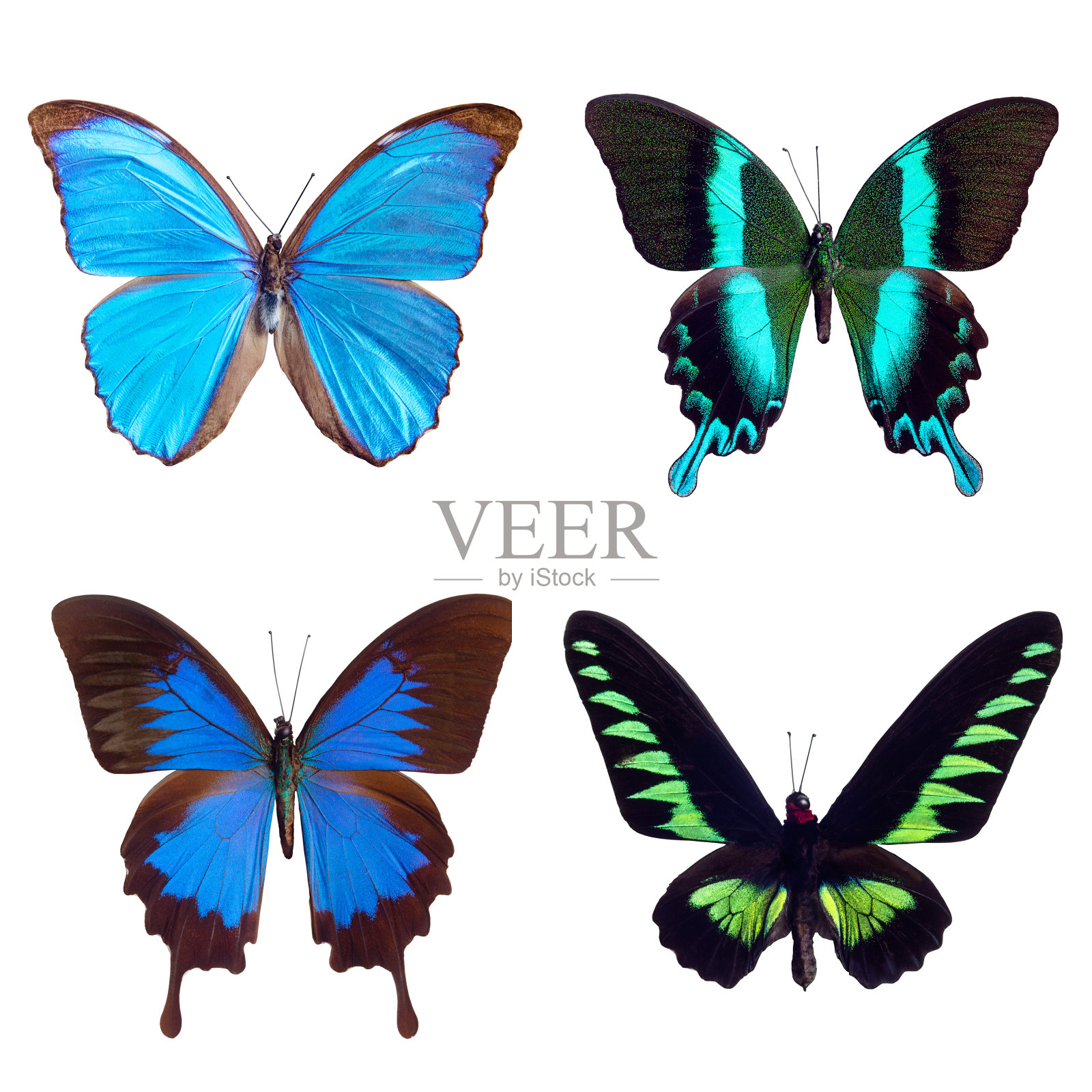 热带蝴蝶:巴西大闪蝶;蝴蝶blumei;Papilio ulysses，巴布亚新几内亚;Trogonoptera brooklana、马来西亚。在白色背景上隔离照片摄影图片