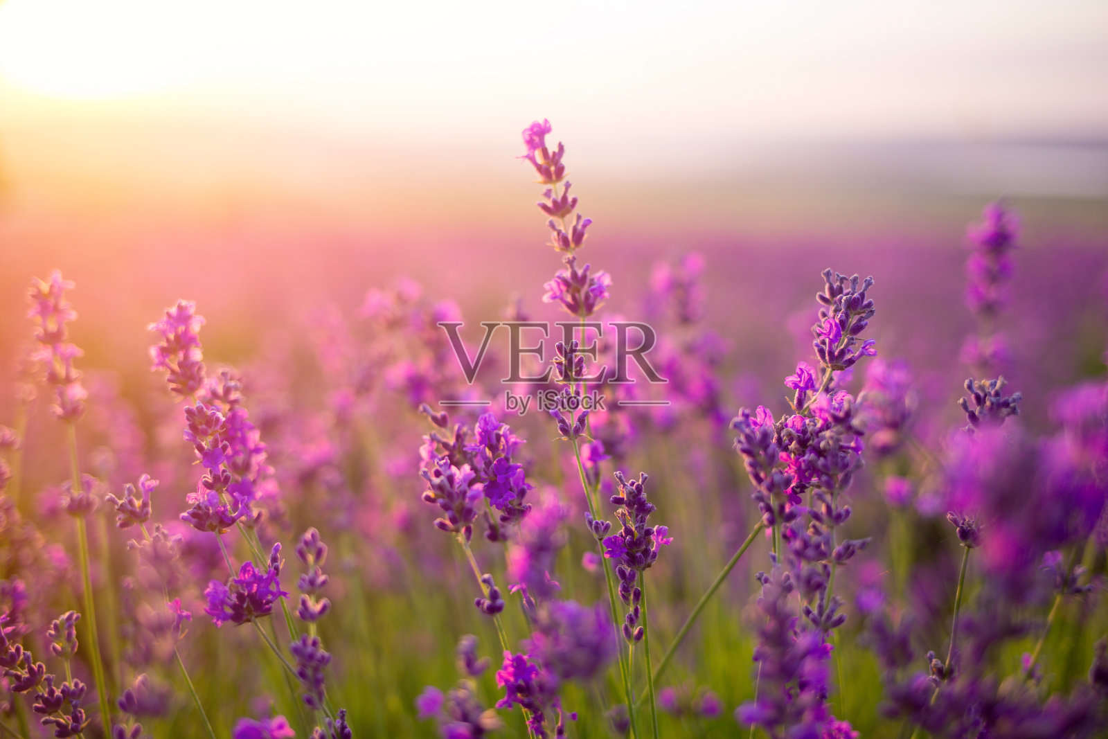 紫色的薰衣草田照片摄影图片