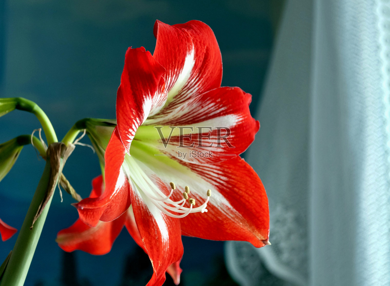 大的开花的苦楝属植物照片摄影图片
