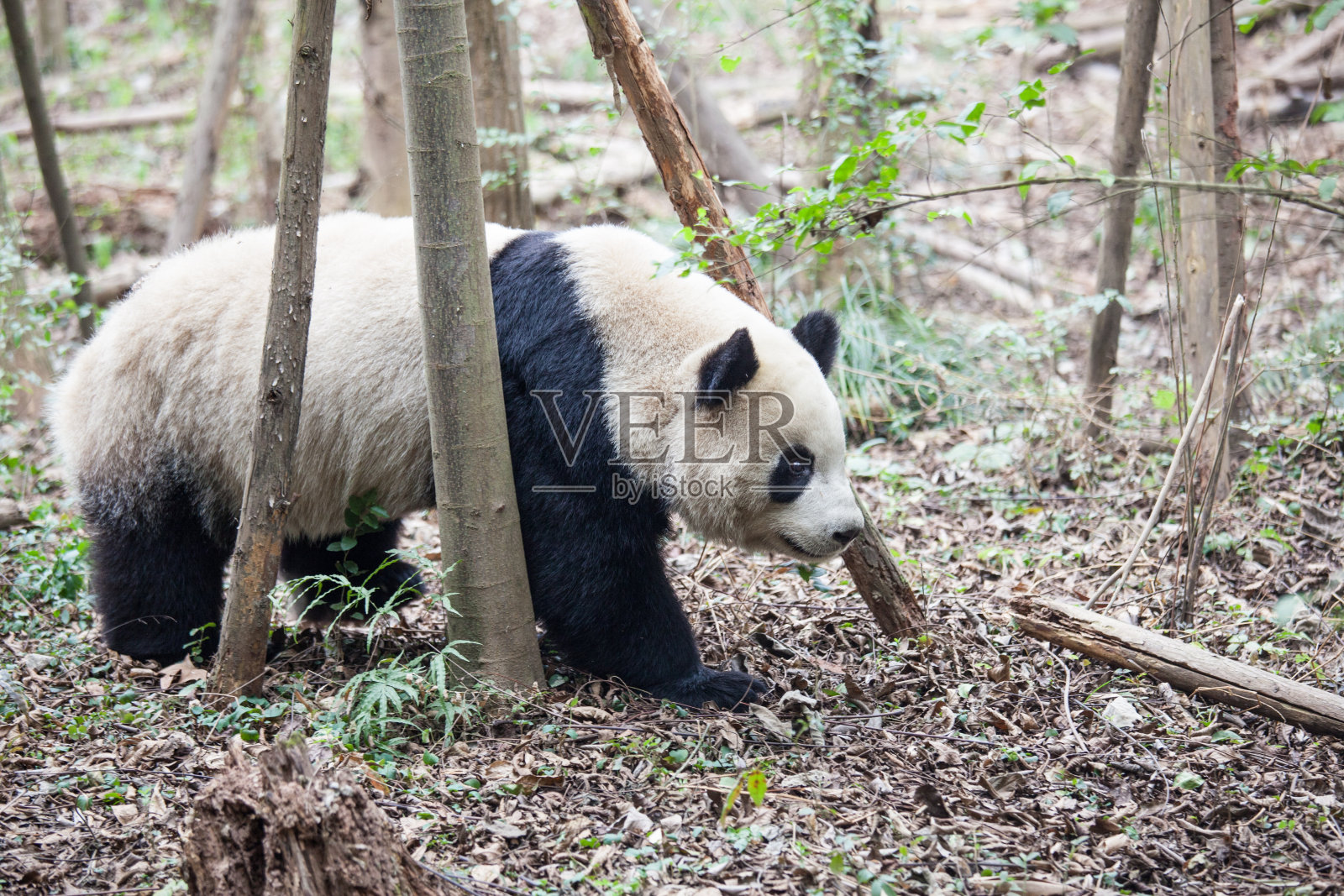 熊猫在森林照片摄影图片