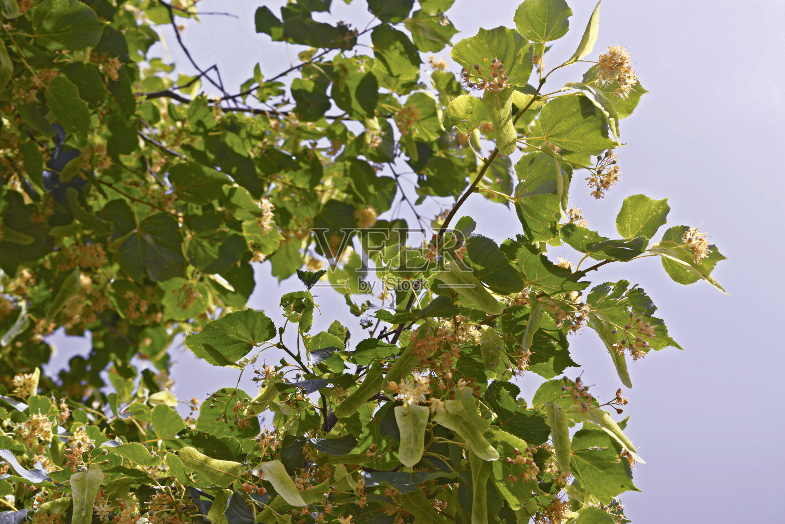 菩提树的开花枝条照片摄影图片
