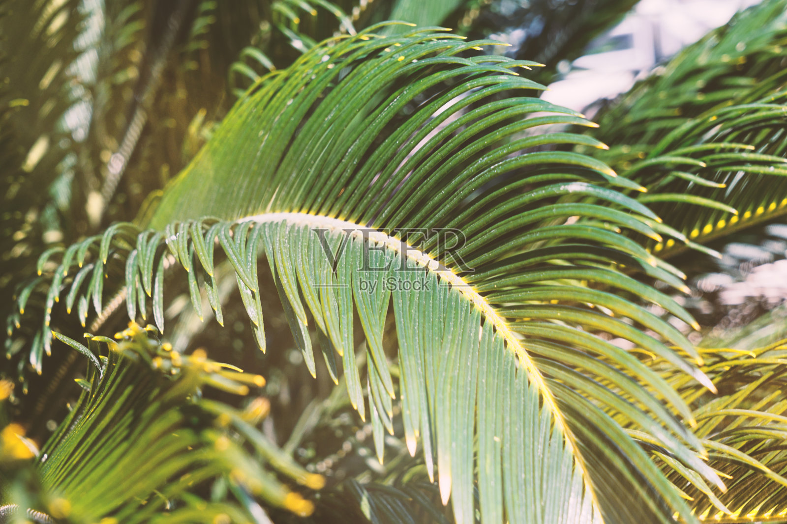 近距离的棕榈叶背景与阳光的光束照片摄影图片