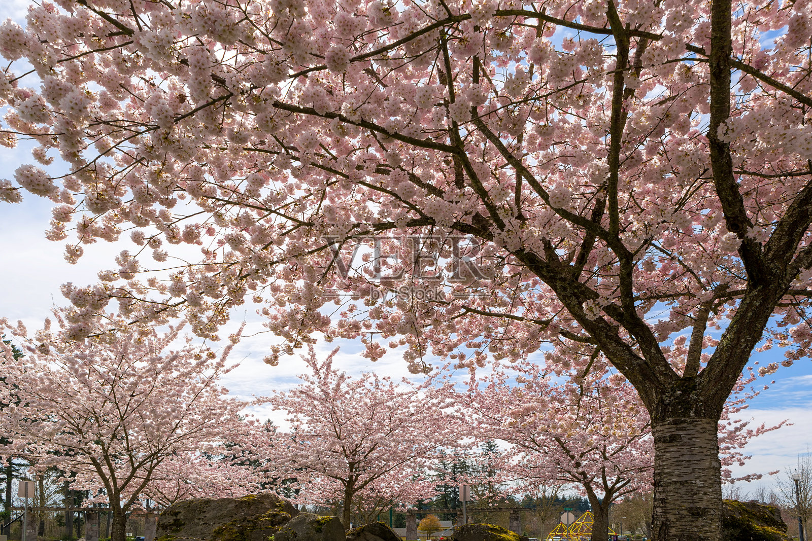 樱花树盛开在欢乐谷公园或春季照片摄影图片