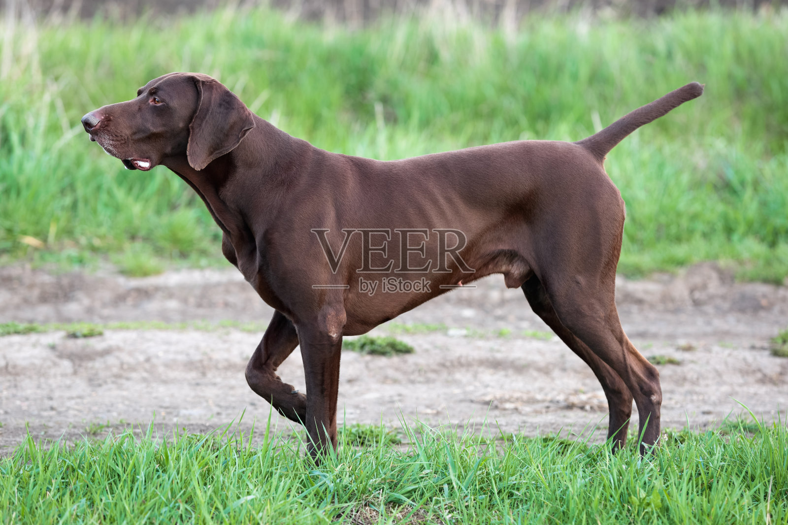 一只肌肉发达的棕褐色猎犬，纯种德国短毛猎犬，站在田野中间的草地上，嗅着野味。照片摄影图片