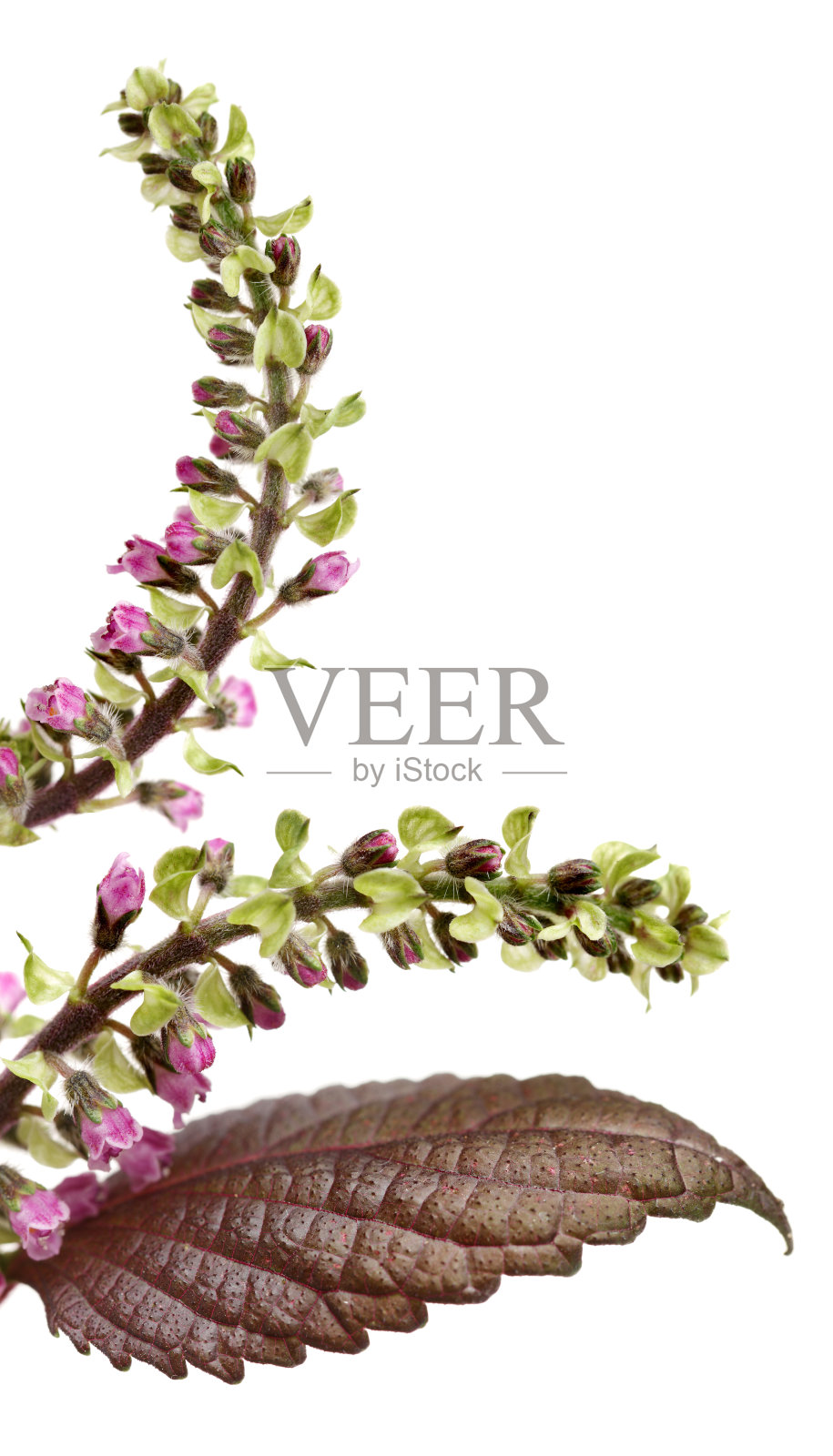 紫苏属草本植物种子，用于传统的中草药，在白色的背景上分离。苏紫。紫苏子frutescentis。照片摄影图片
