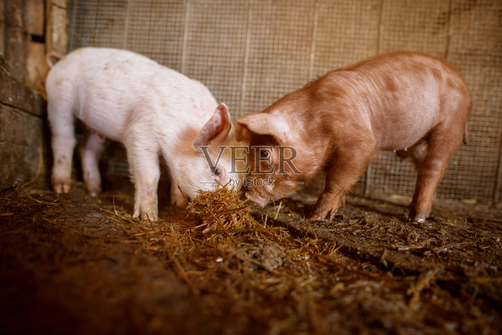 农场里的一只小猪。猪圈里的猪。农村农场里的猪群。照片摄影图片