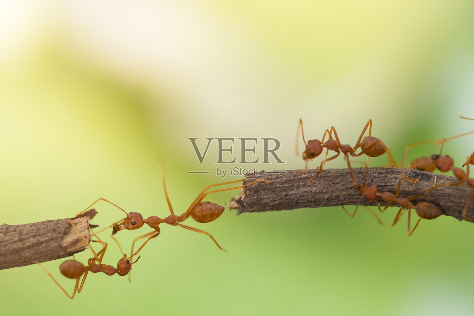 蚂蚁的行动。蚂蚁桥团队团结，概念团队齐心协力照片摄影图片