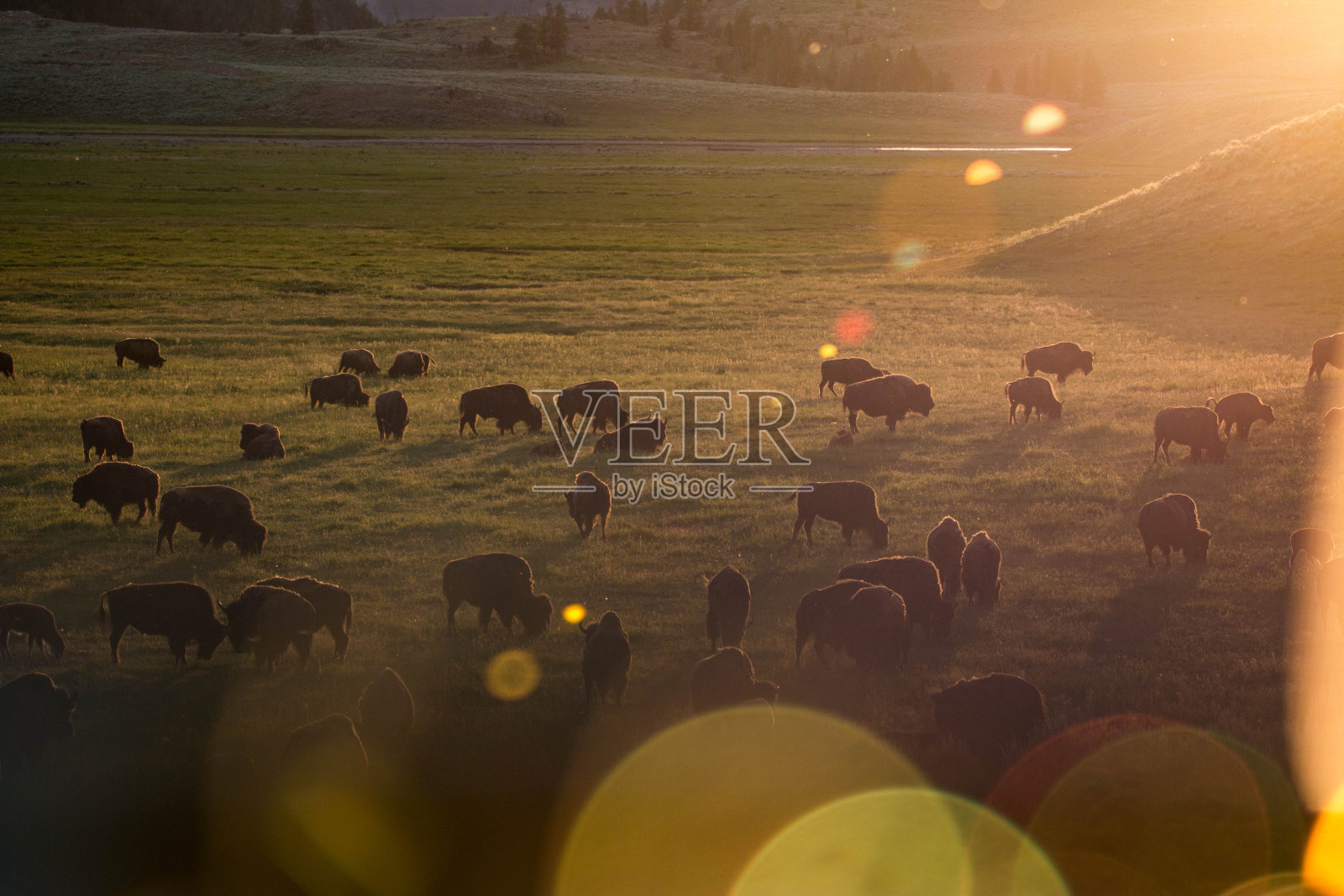 黄石国家公园美丽的日落与野牛照片摄影图片