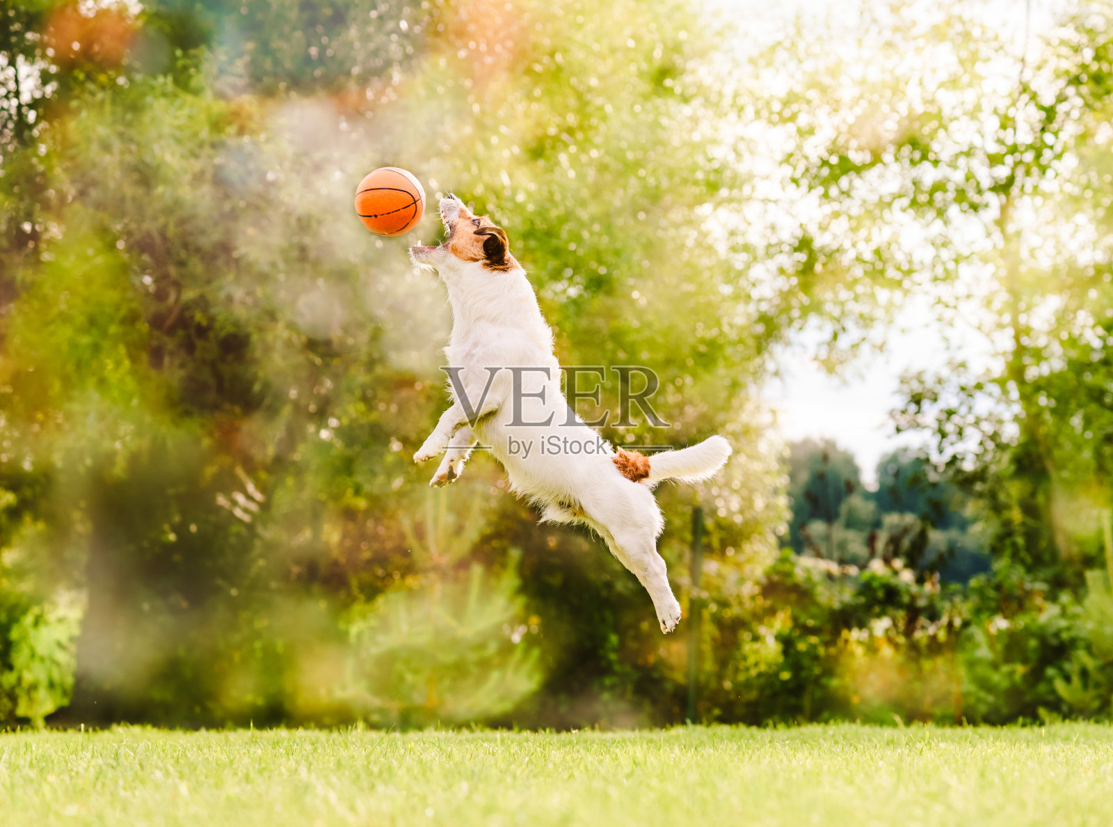 在阳光明媚的夏日，狗跳着去抓会飞的玩具篮球照片摄影图片