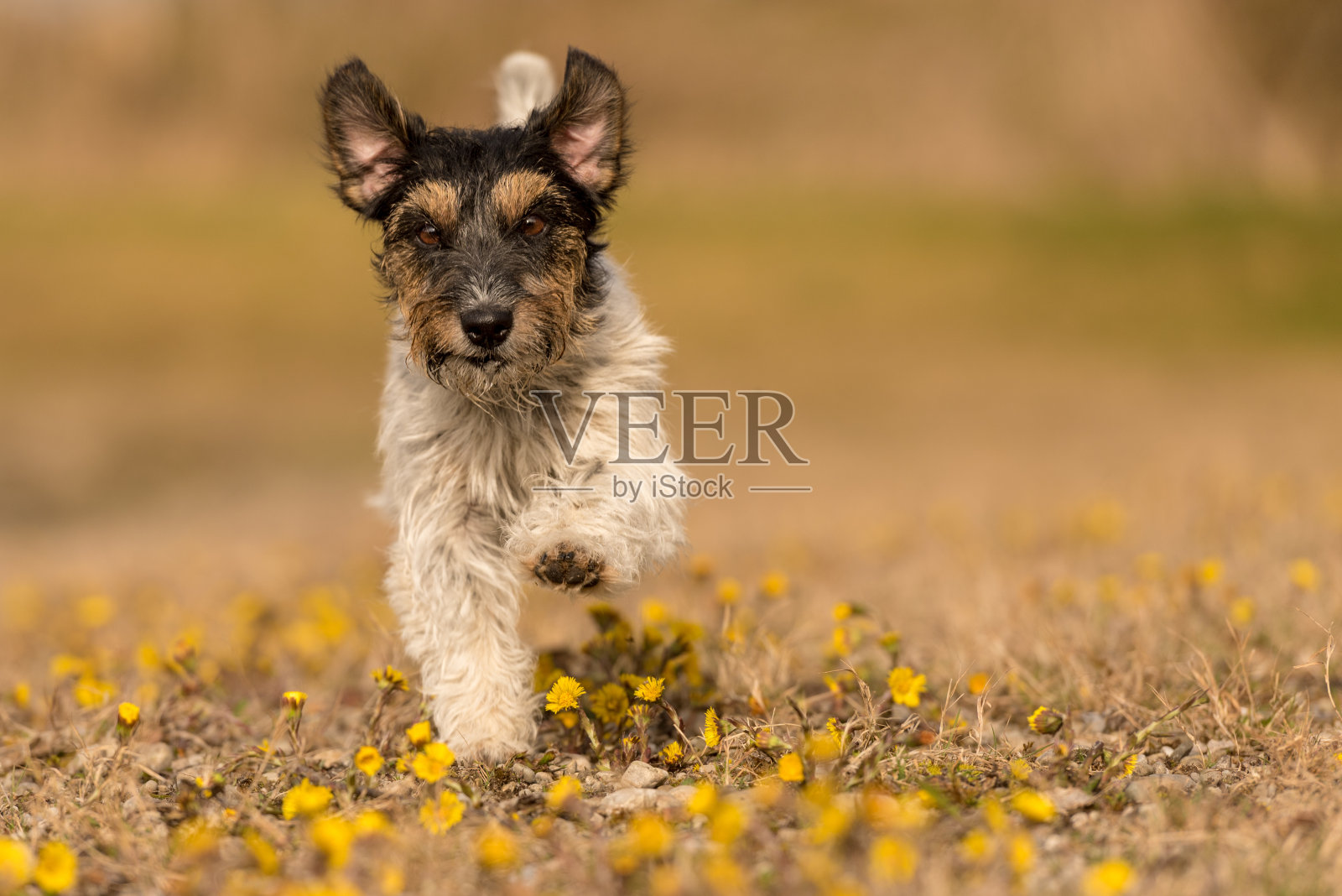 一只小狗在春天的草地上奔跑——可爱的杰克罗素猎犬，3岁，发型粗糙照片摄影图片