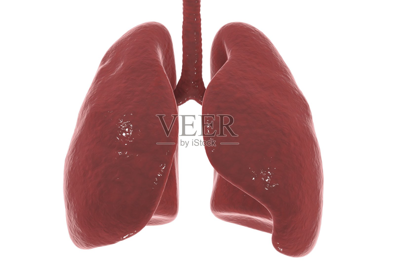 在白色背景上分离出人的肺和气管照片摄影图片