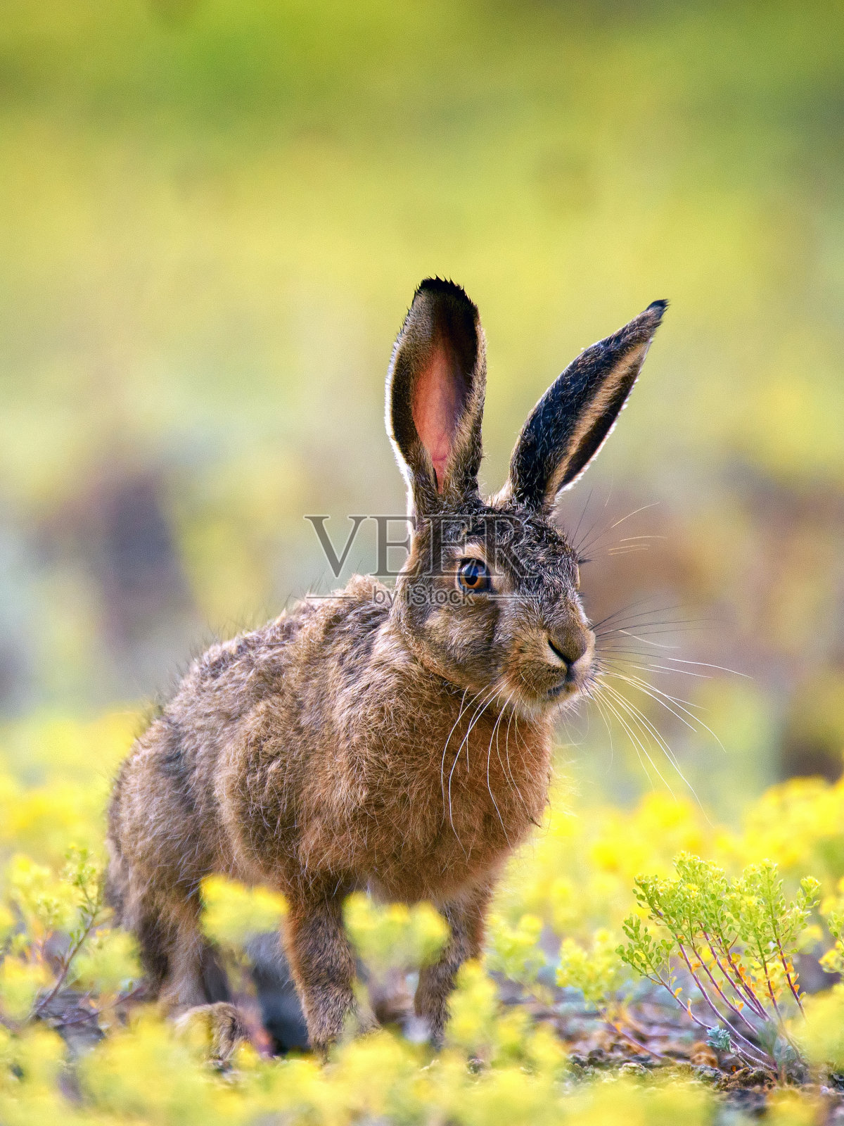 一只欧洲野兔站在草地上看着摄像机照片摄影图片