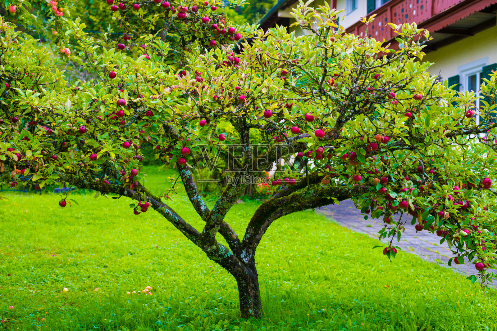 花园里的果树照片摄影图片