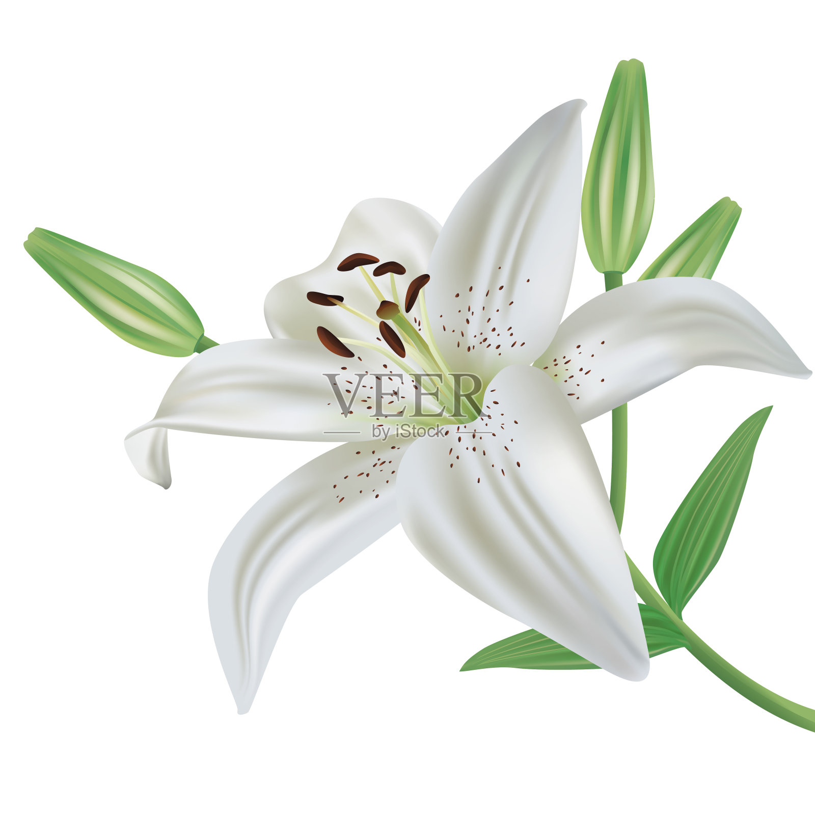 孤立的百合花在白色背景上设计元素图片