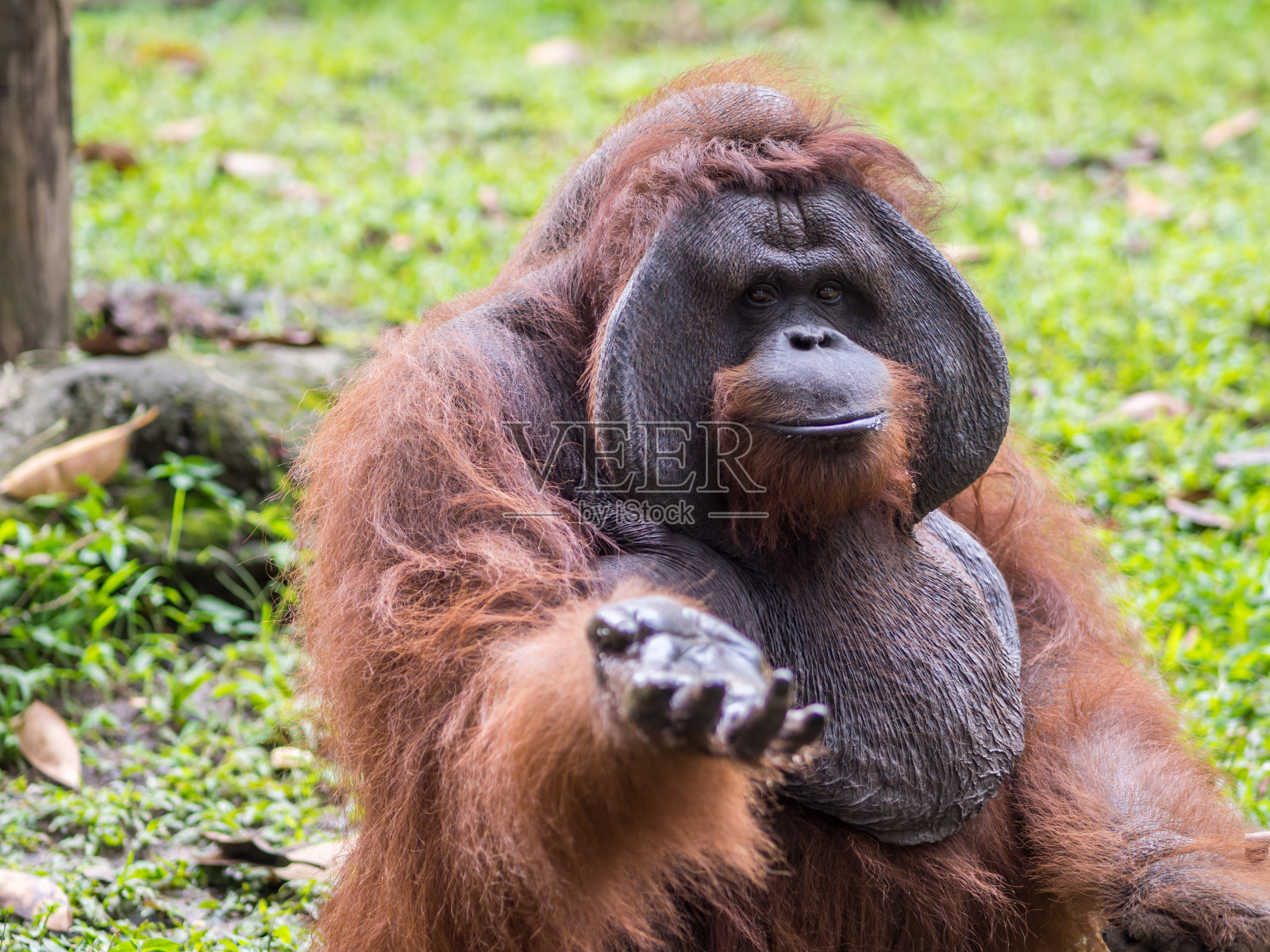 巴厘动物园猩猩觅食照片摄影图片