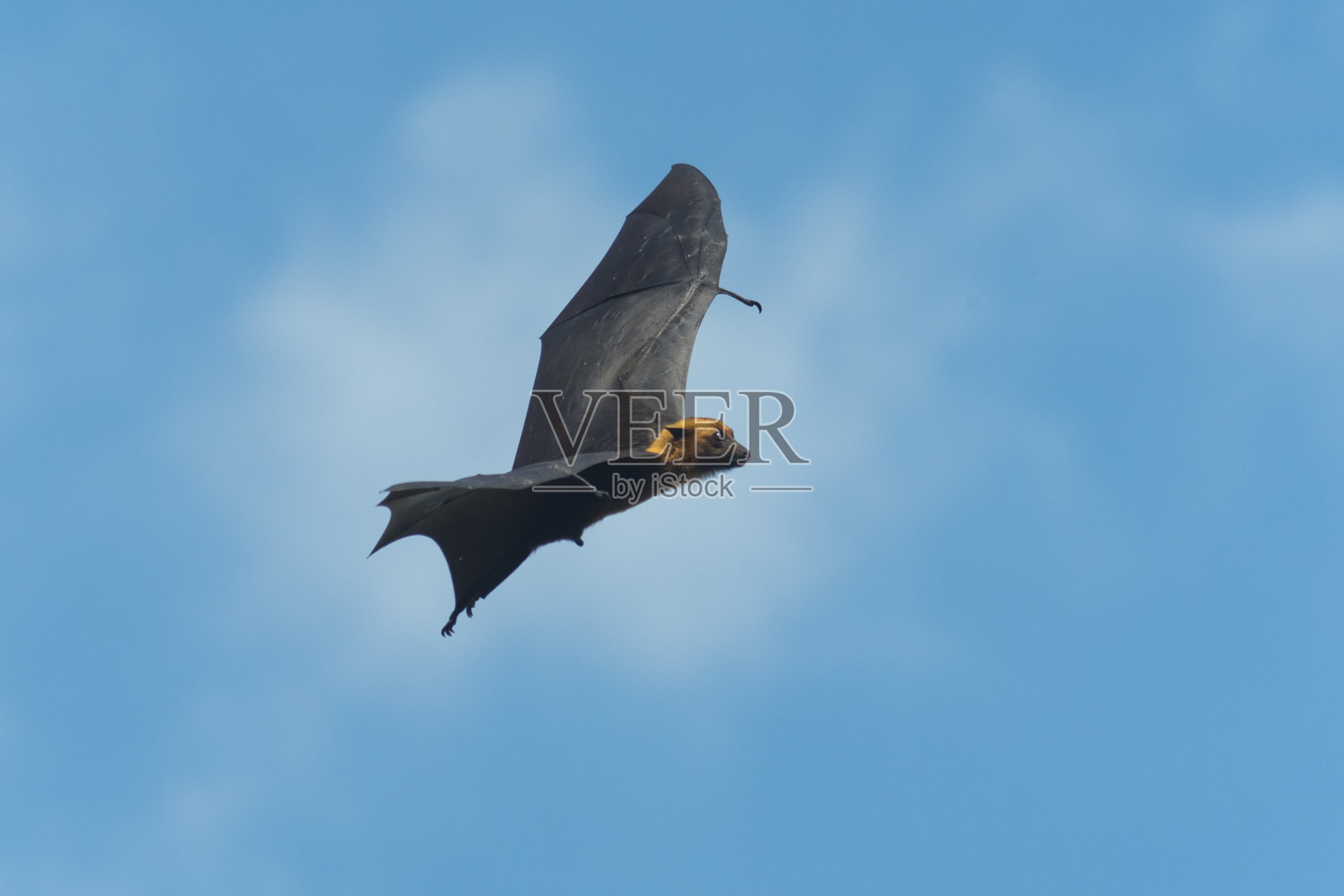 巨大的蝙蝠飞照片摄影图片