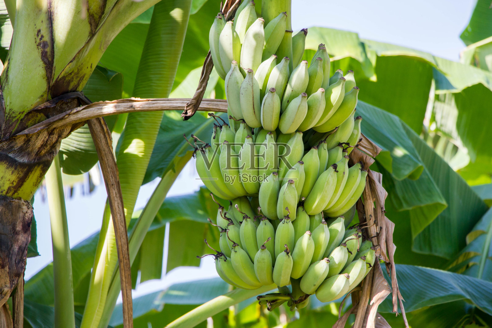 一串绿色的生香蕉照片摄影图片