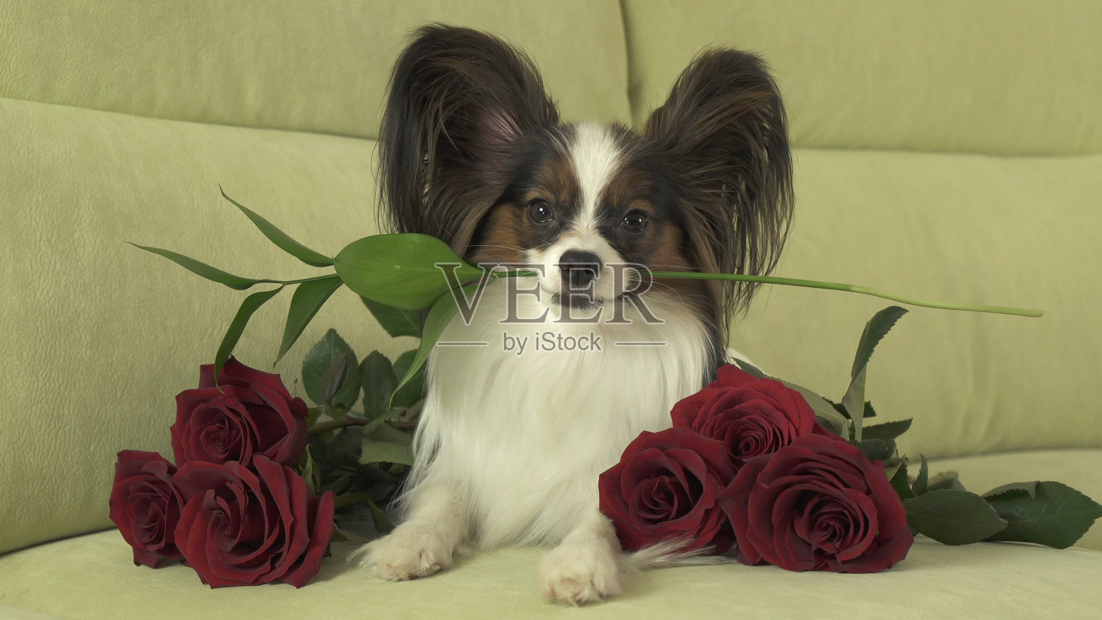 狗蝶耳犬在情人节的时候嘴里衔着红玫瑰以示爱意照片摄影图片