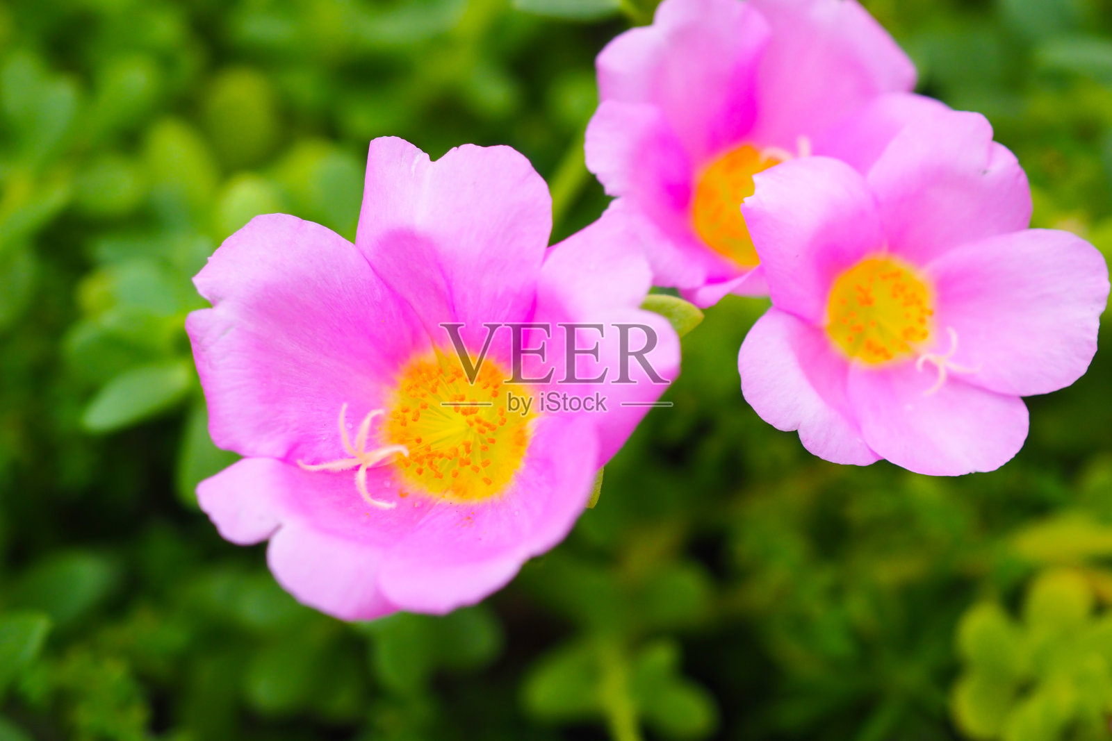 粉红马齿苋-维多拉加，猪草，小猪草，Pusley照片摄影图片