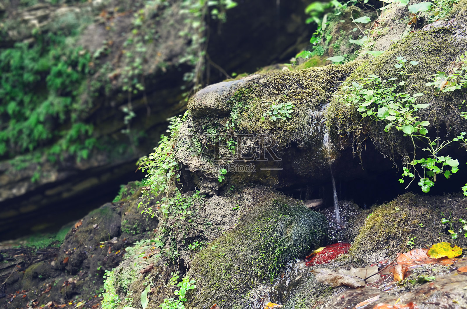 一股细细的泉水从长满苔藓的石头中流过照片摄影图片