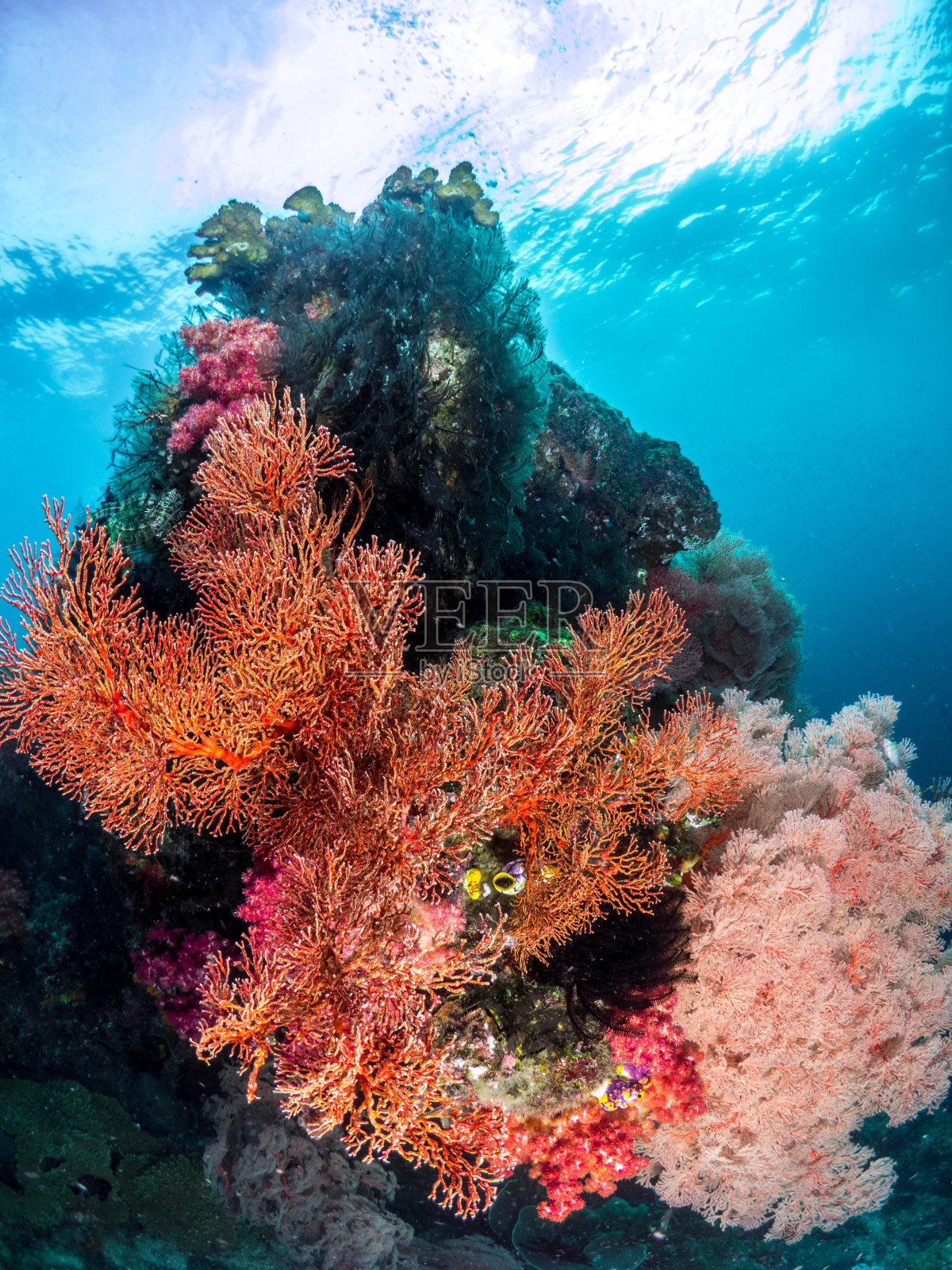 美丽的珊瑚礁，印度尼西亚照片摄影图片
