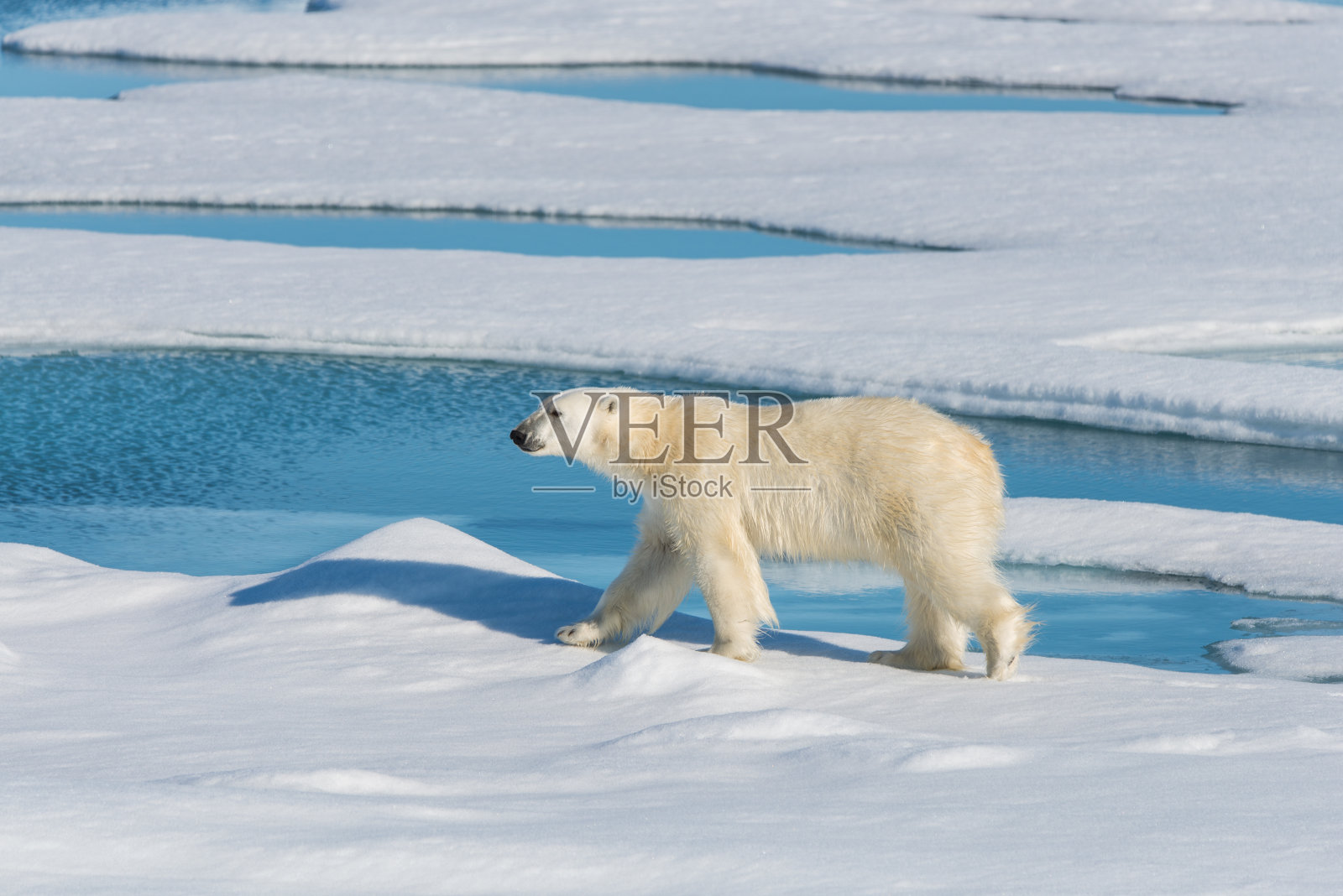 浮冰上的北极熊照片摄影图片
