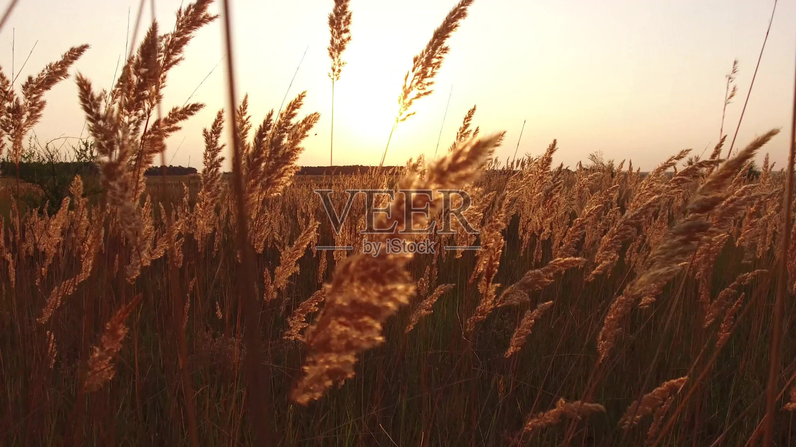 草地阳光在黎明清晨的夏天。自然田野棕黄小穗草稳定器拍摄运动视频照片摄影图片