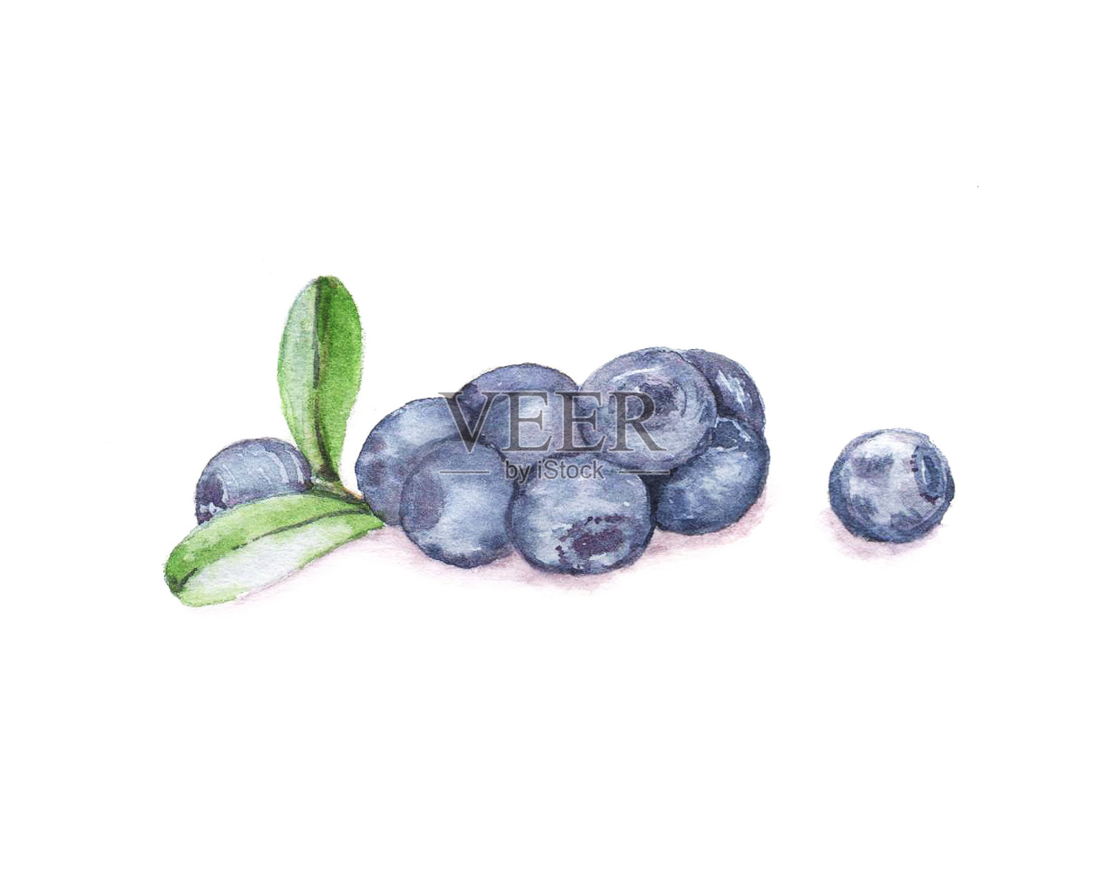 手绘水彩食物:一些蓝莓插画图片素材