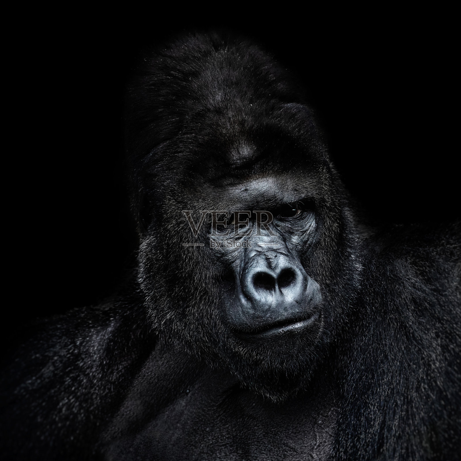 黑色背景上的雄性大猩猩的肖像照片摄影图片