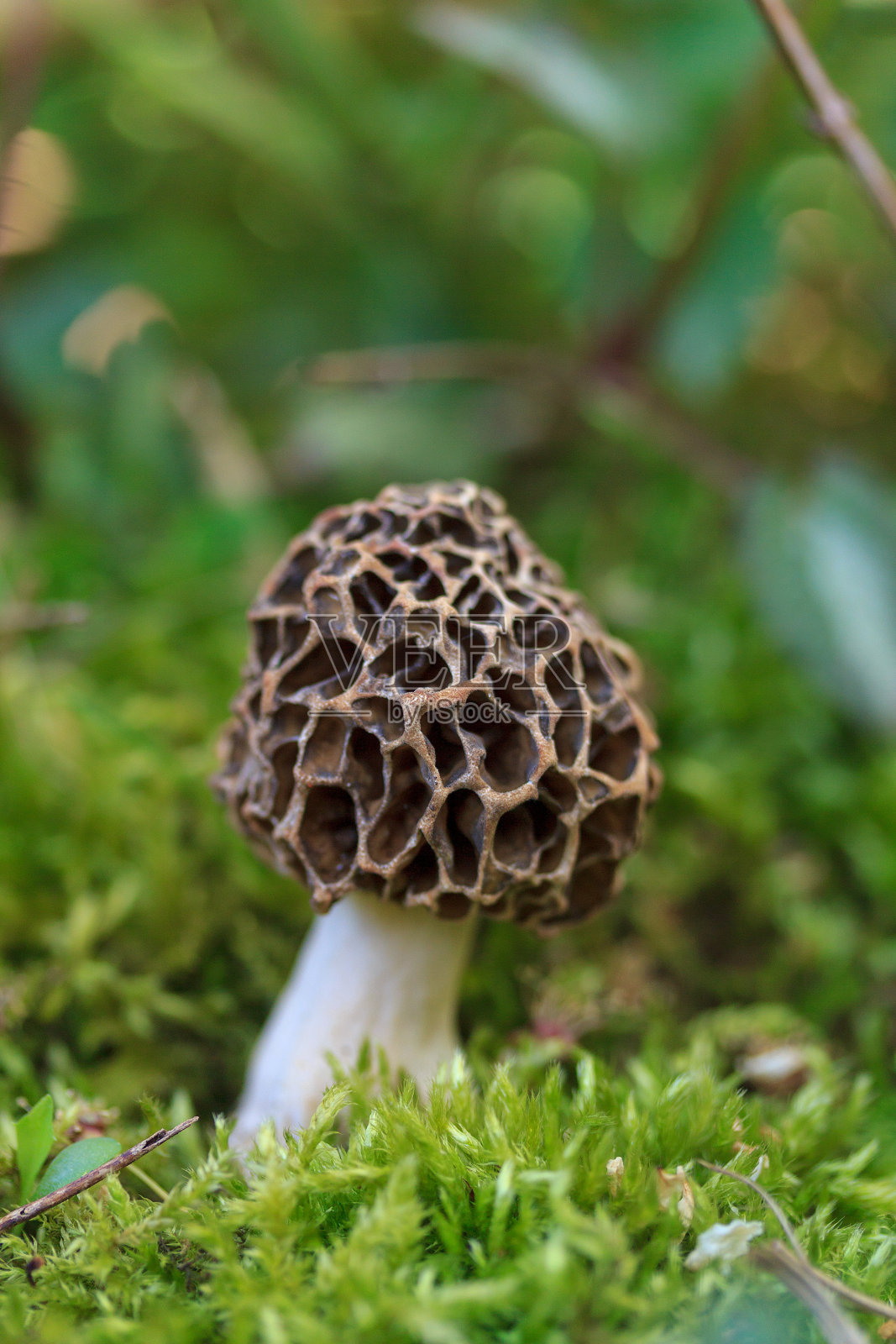 这是一张藏在春天森林草丛中的奇异蘑菇的微距照片照片摄影图片