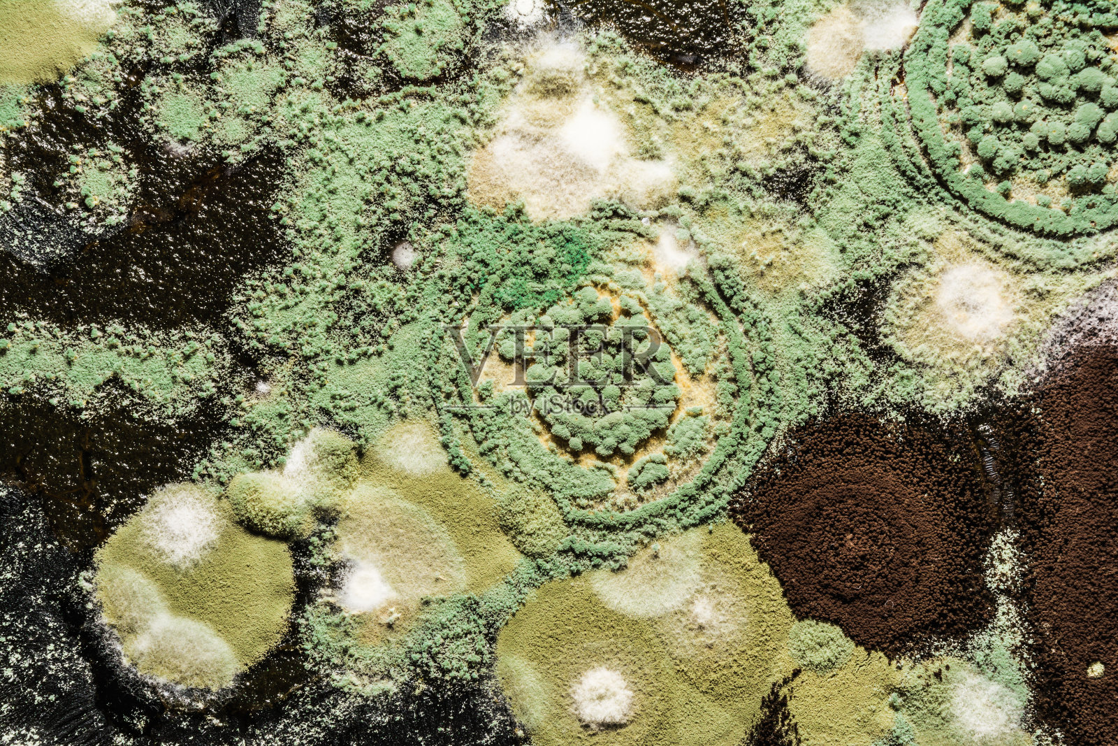 食物上绿霉菌的生长，真菌的传播，近景抽象背景照片摄影图片