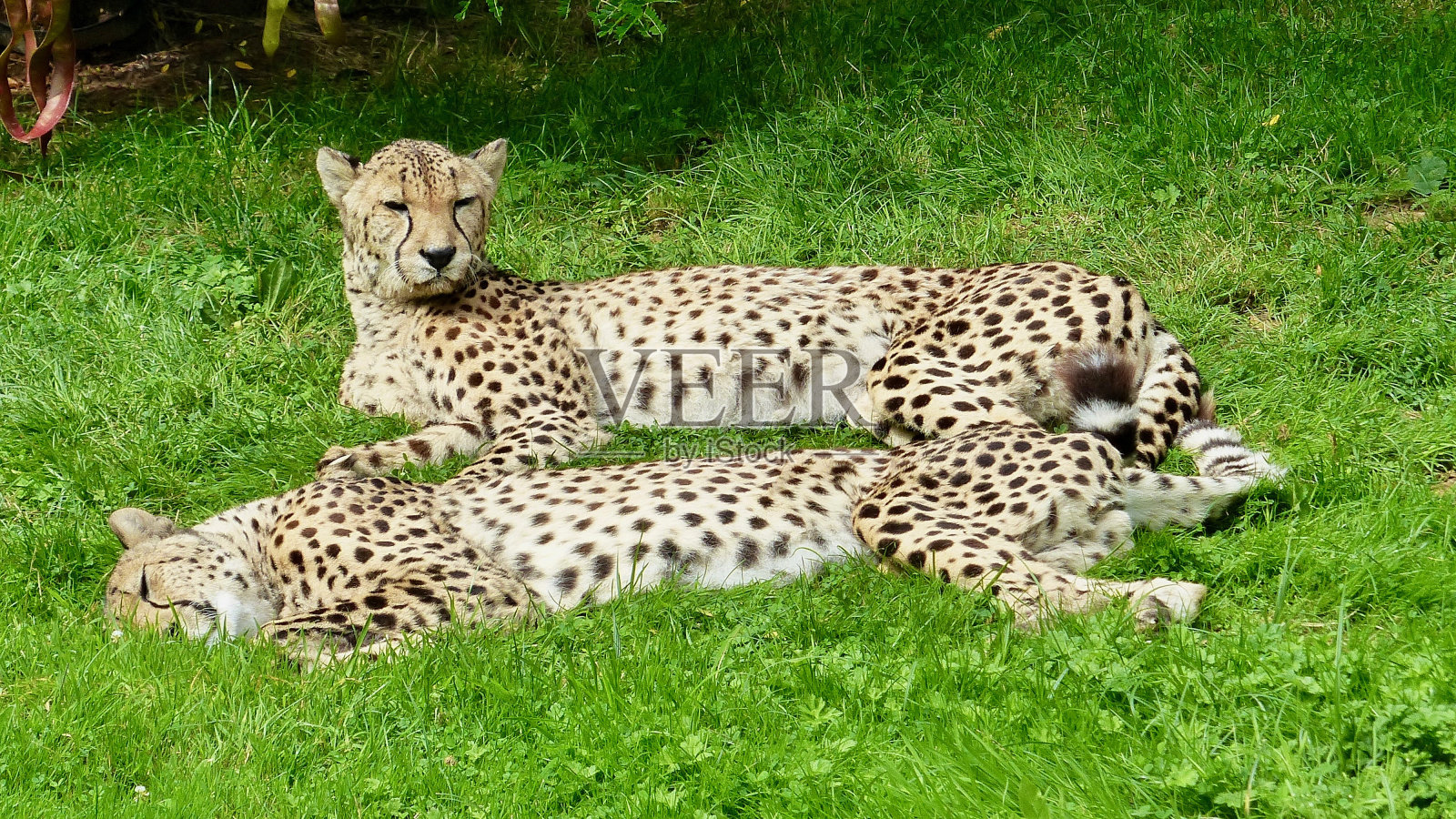 猎豹，两只躺在草地上的动物照片摄影图片