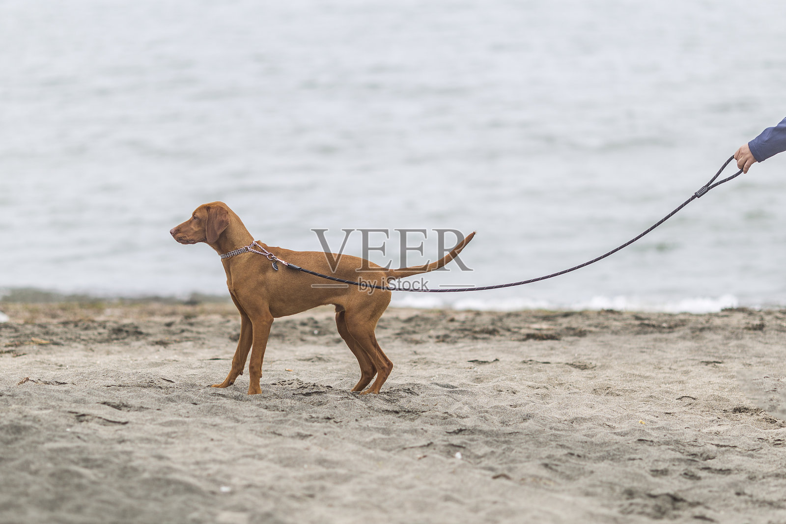小猎犬匈牙利Vizslaa在沙滩上玩耍，玩得很开心，摆着姿势。照片摄影图片