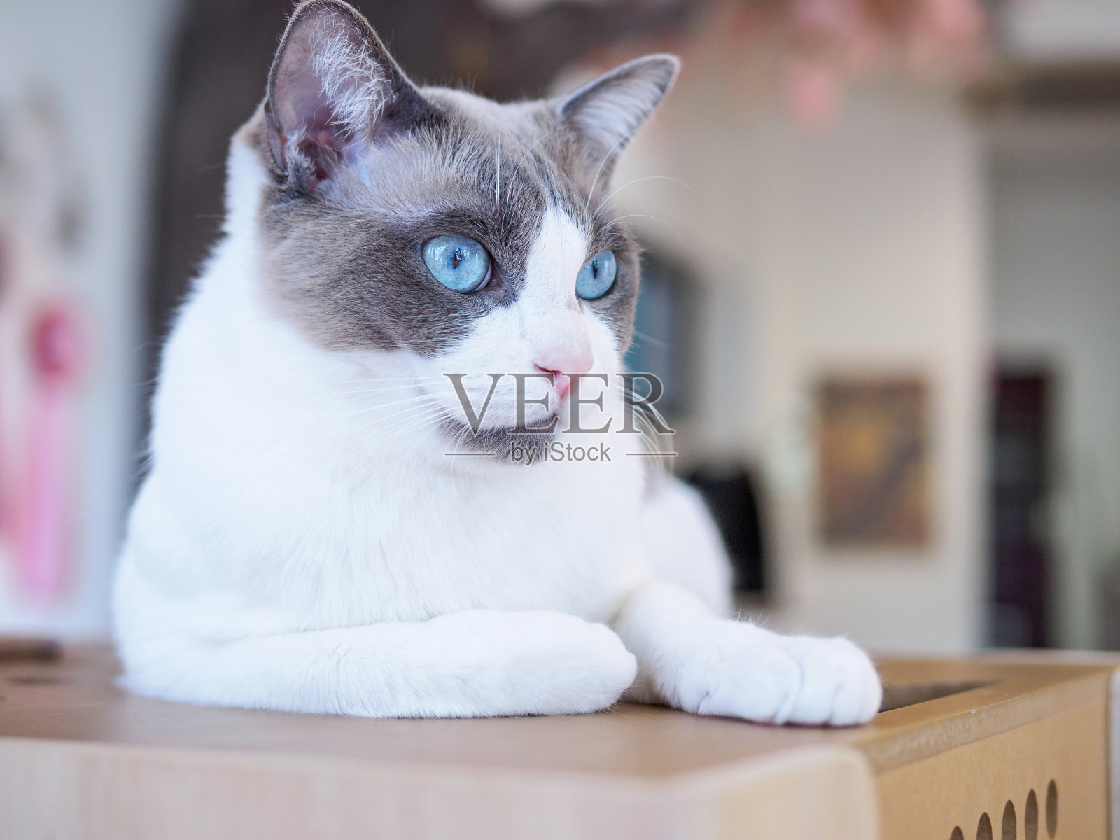 双色棕白色布娃娃猫的肖像躺在家里，看一边，布娃娃猫美丽的蓝眼睛和长胡子。肖像与警觉的脸。照片摄影图片